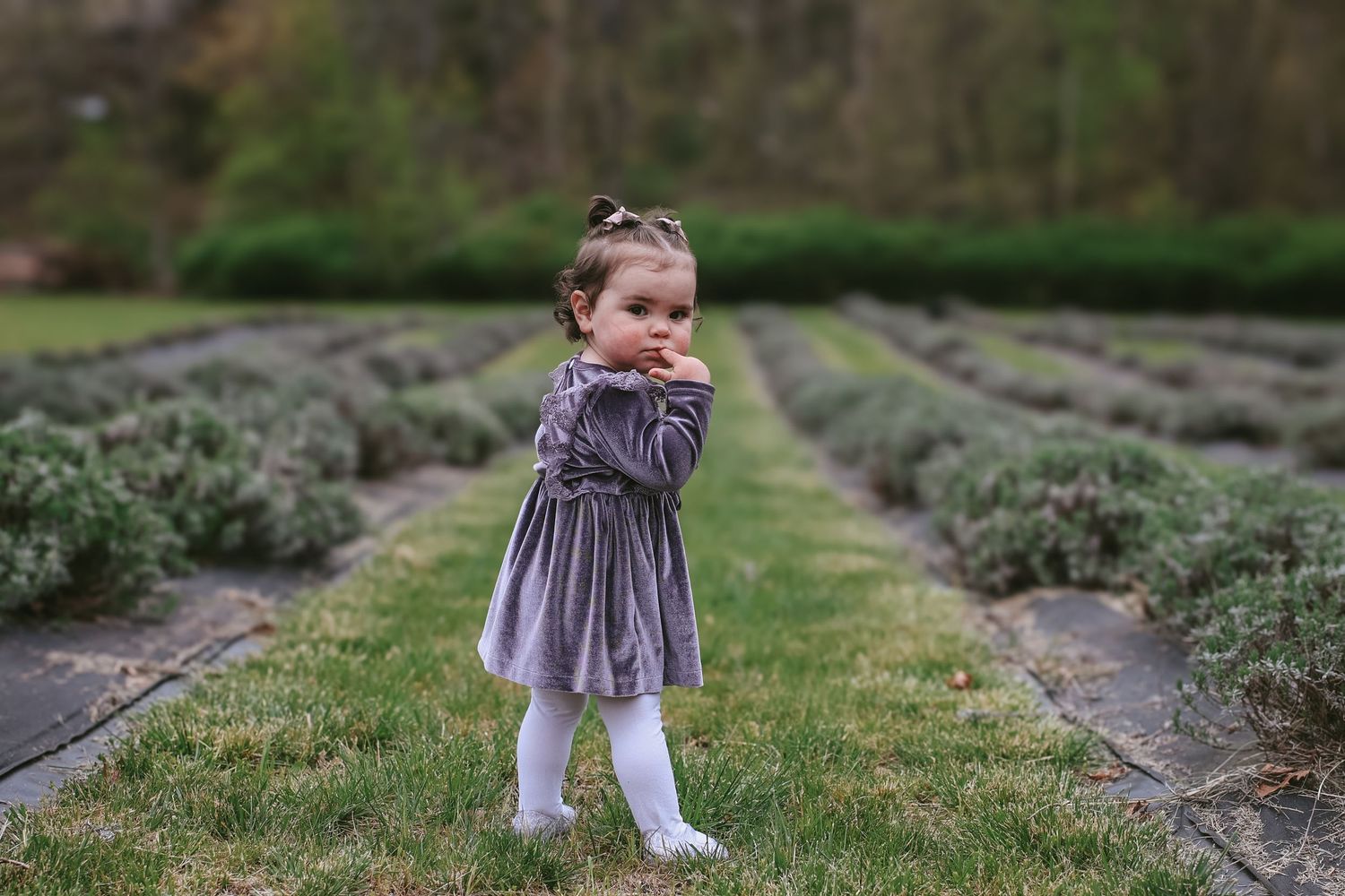 Small child wearing a purple velvet dress and white tights stands between rows of lavender plants in a garden.
