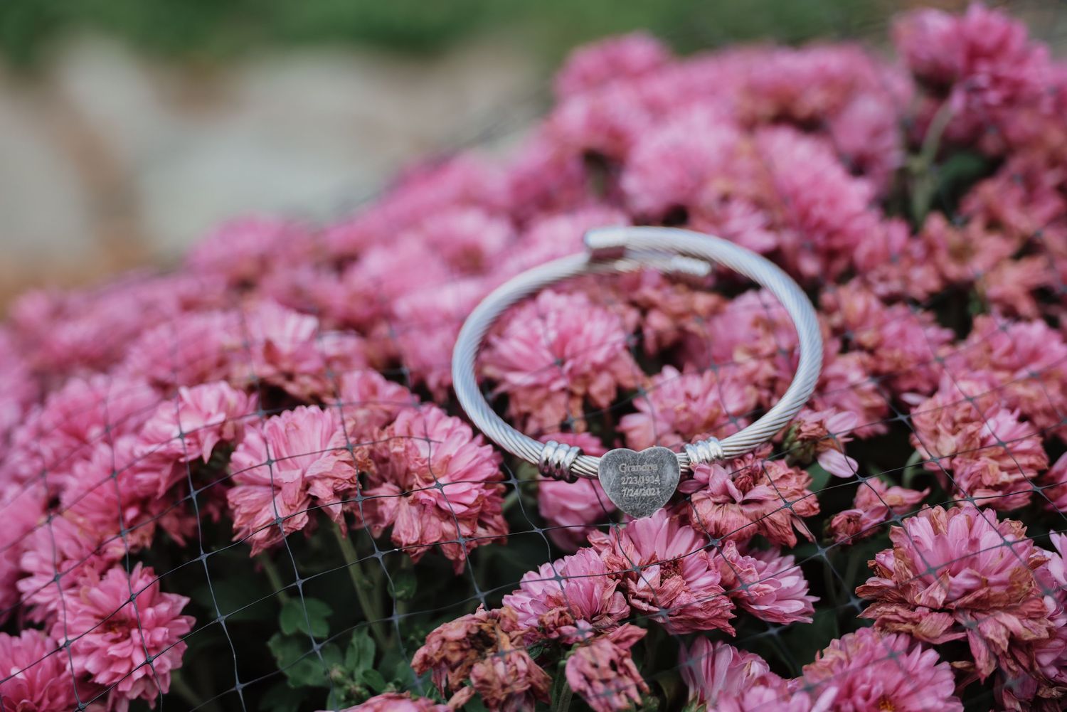 A cluster of vibrant pink chrysanthemum flowers blooming in a garden with dark green foliage in the background.