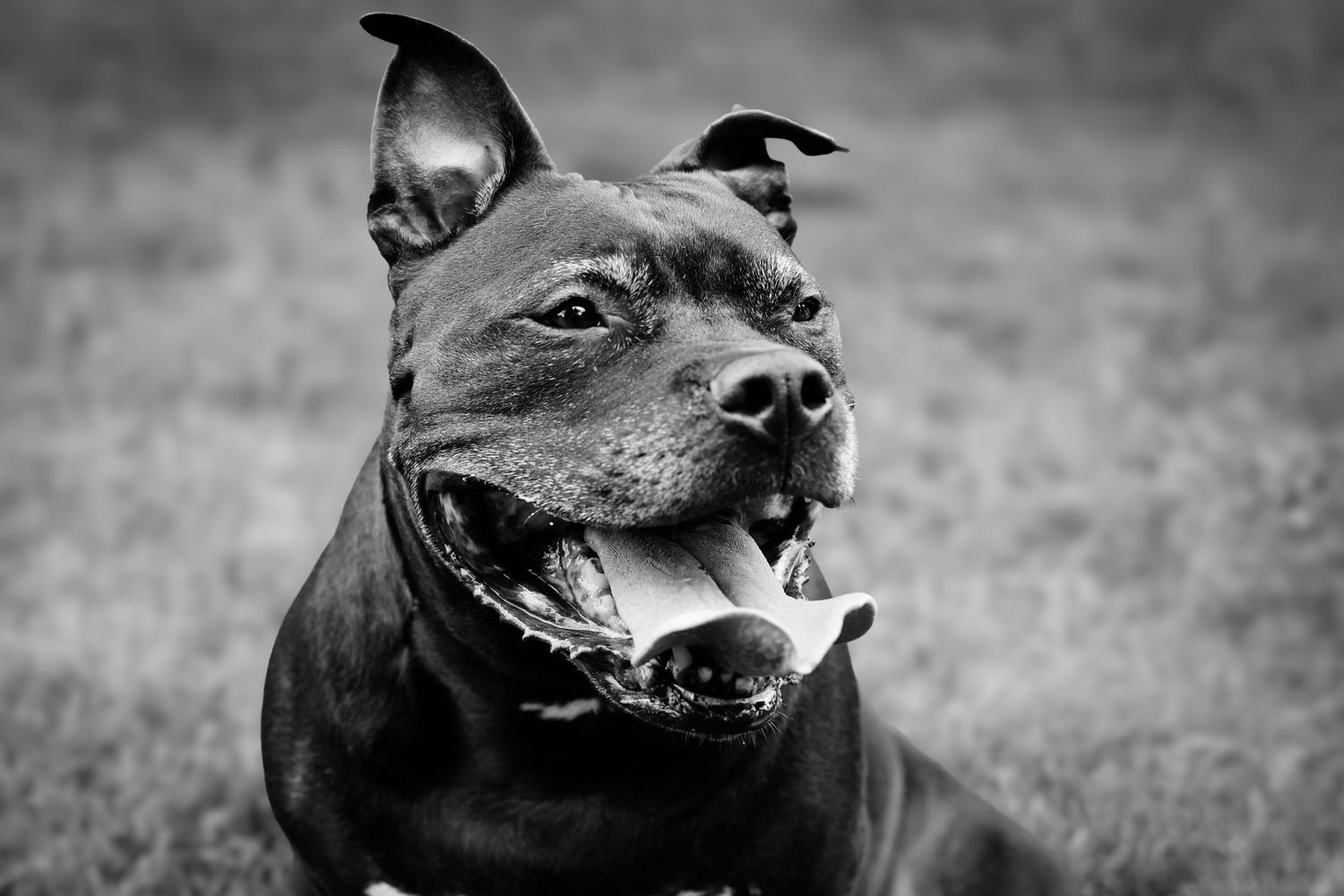 Black and white portrait of a happy pit bull terrier with an open mouth smile showing teeth.