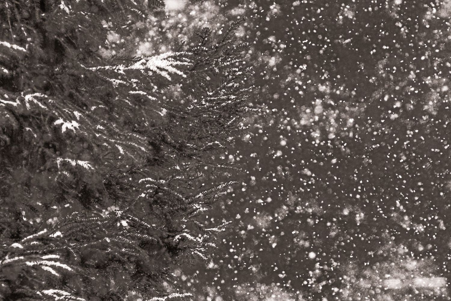 A black and white photograph shows falling snow against a dark background of evergreen tree branches.