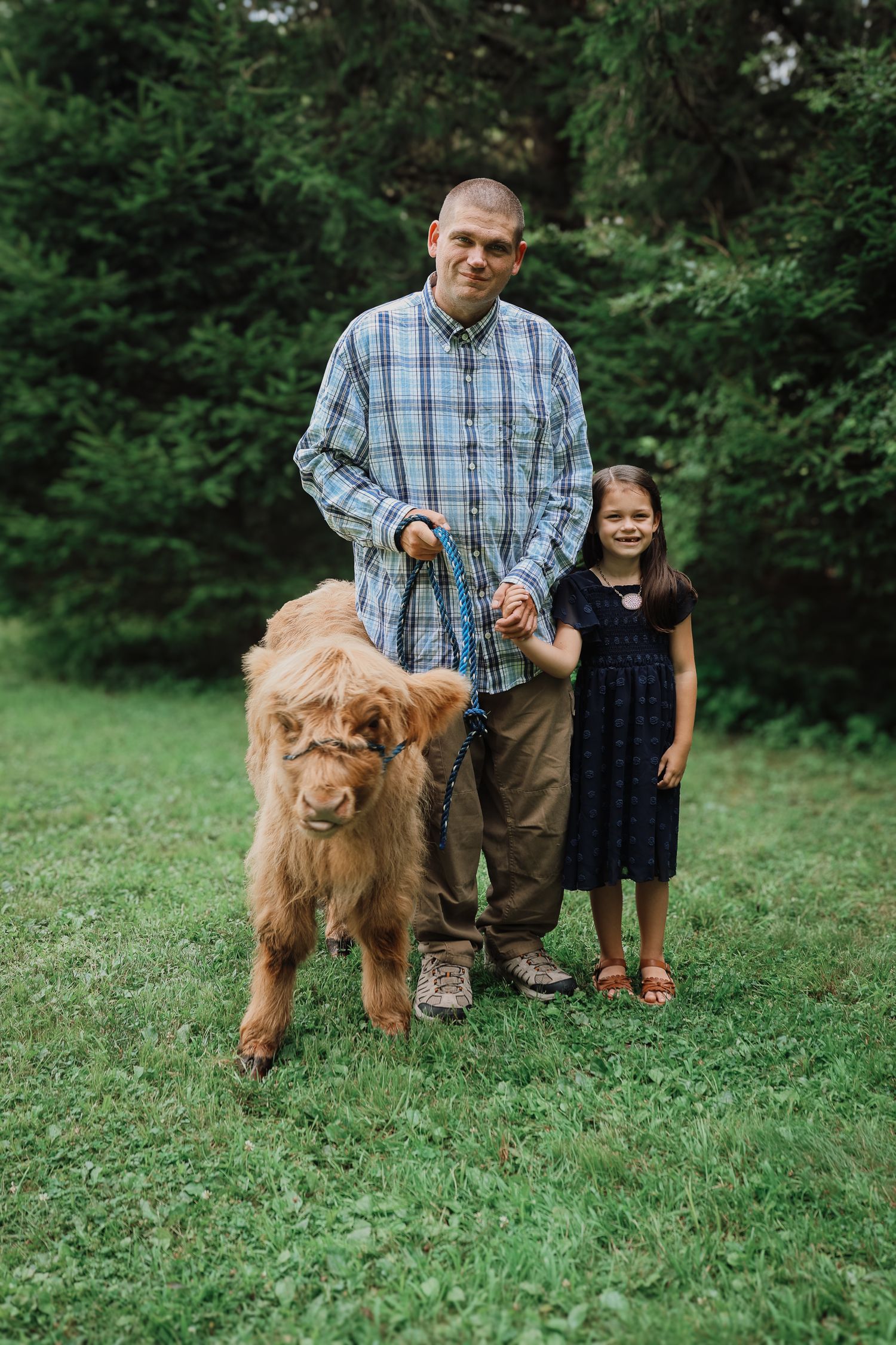 A Highland cow grazes on green grass while people stand nearby in a pastoral outdoor setting.