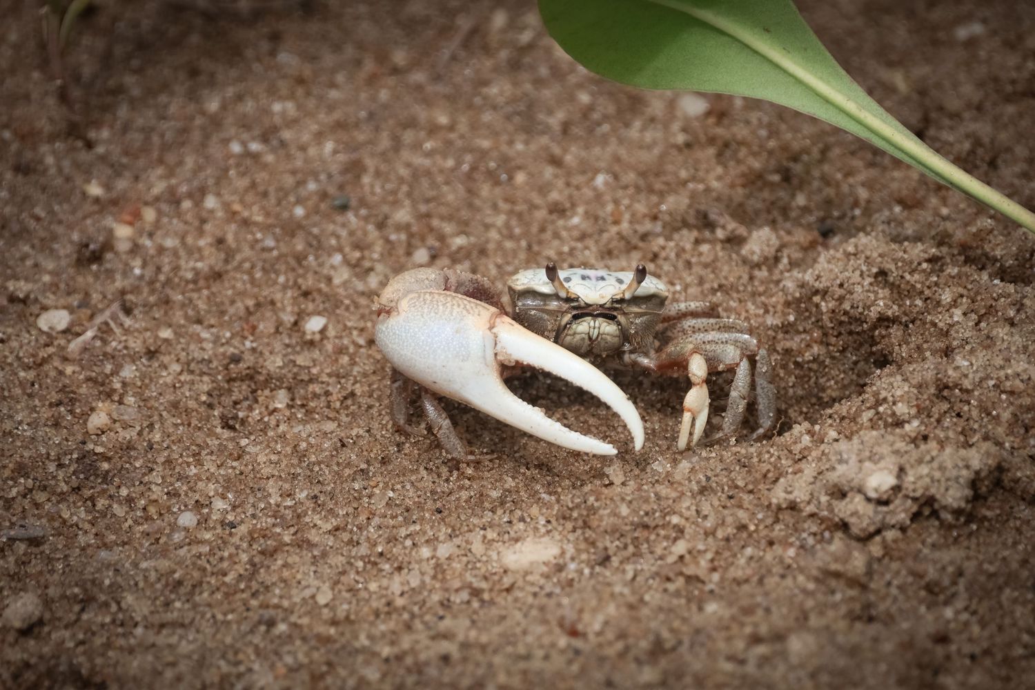 A fiddler crab with one large white claw emerging from a sandy burrow near a green leaf.