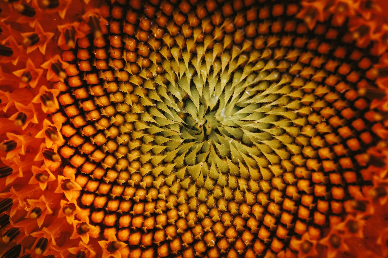 Close-up macro photo of a sunflower center showing golden spiral seed pattern in orange and green tones.