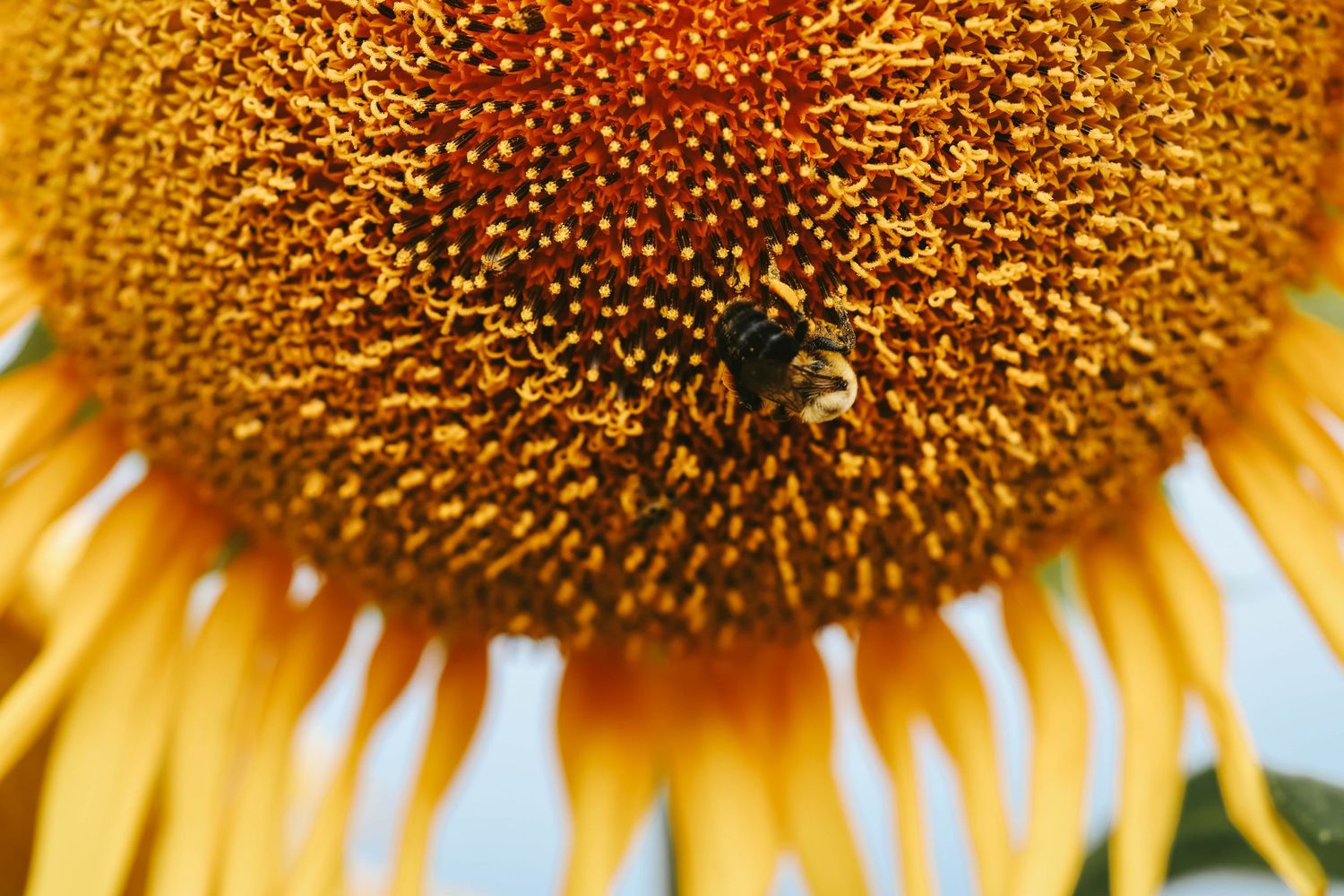 A bumblebee collecting pollen on a vibrant yellow sunflower's textured center disc.
