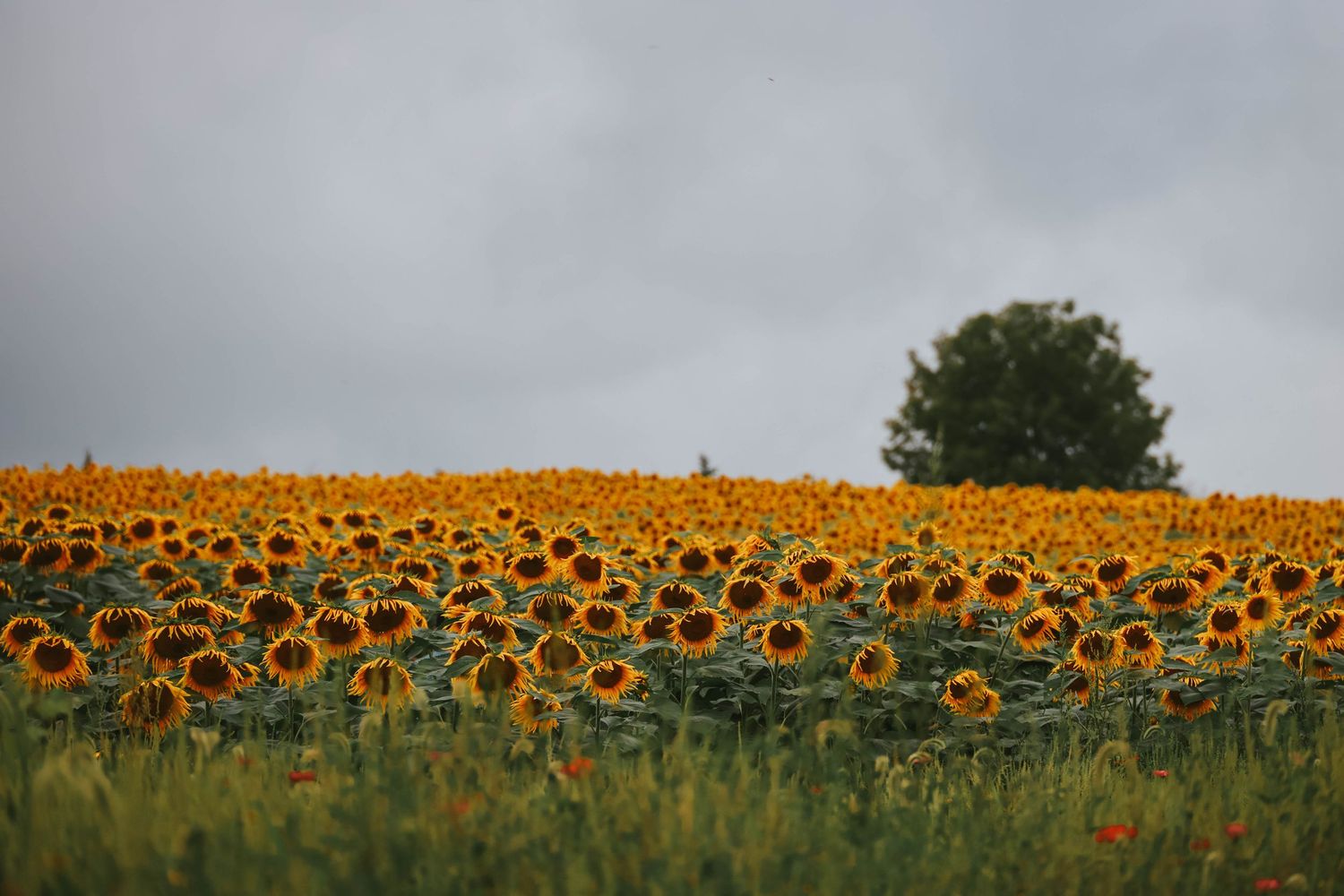 A vast field of golden sunflowers stretches to the horizon under a cloudy sky, with a lone tree in the background.