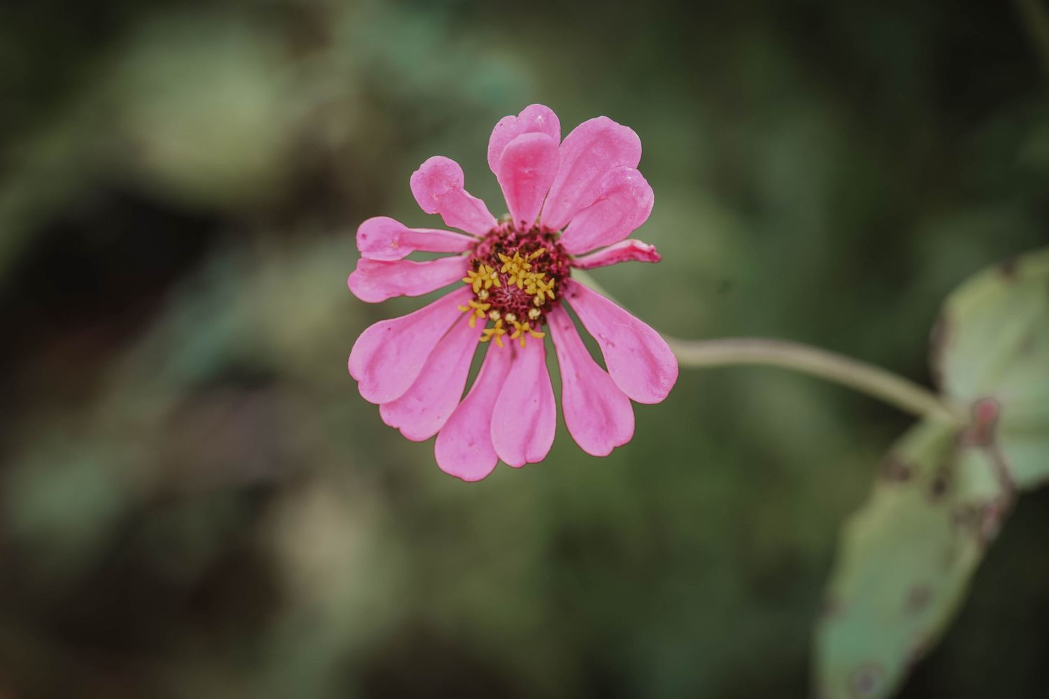 A delicate pink zinnia flower with yellow center blooms against a soft green bokeh background.