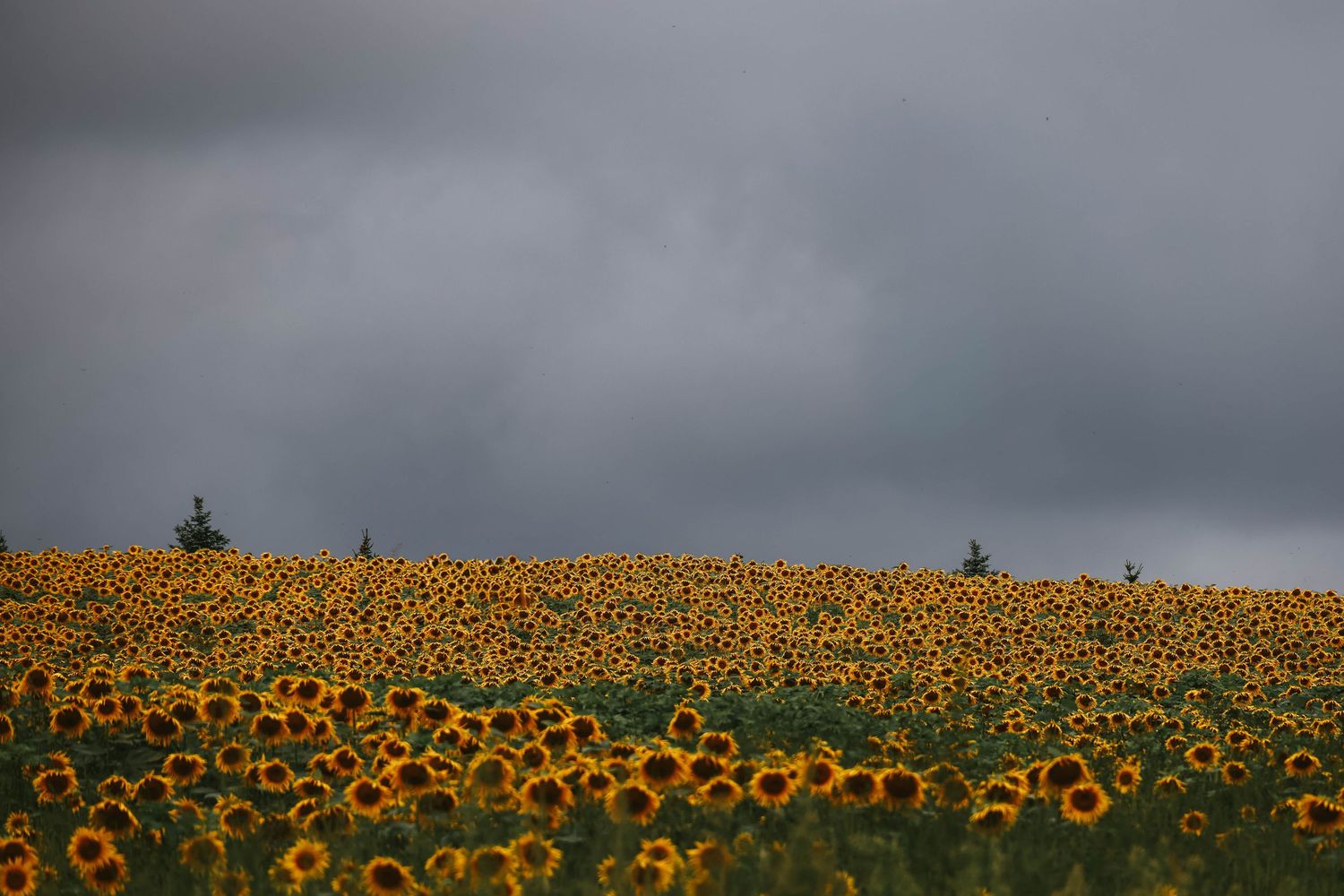 A vast field of yellow sunflowers stretches across rolling hills under a dramatic stormy gray sky.