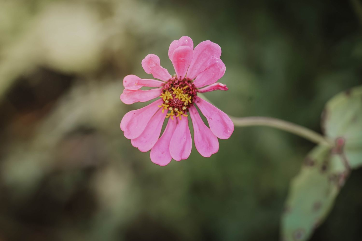 A delicate pink zinnia flower with yellow center blooms against a soft green bokeh background.