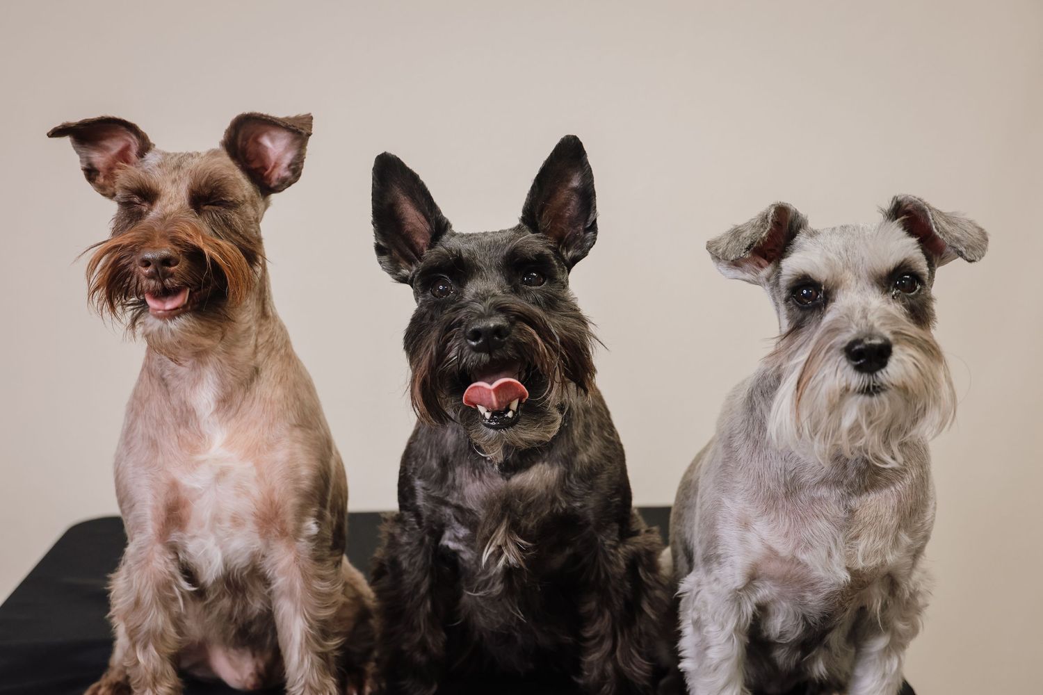 A group of scruffy terrier dogs with wiry fur sitting together in a row looking at the camera.