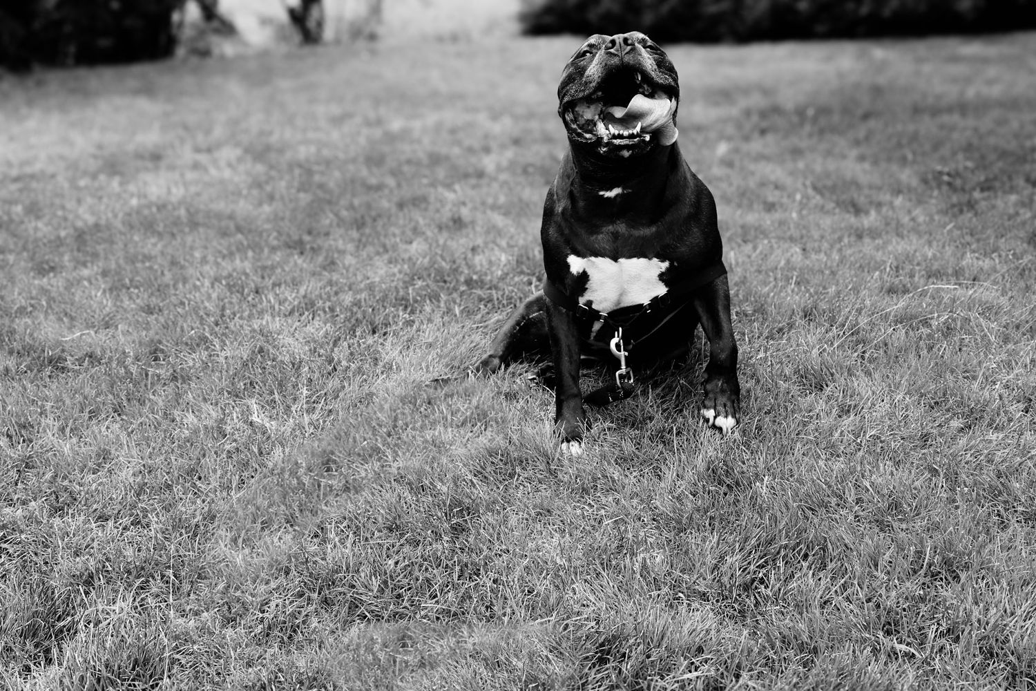 A black and white image shows a small French Bulldog sitting in a grassy field.