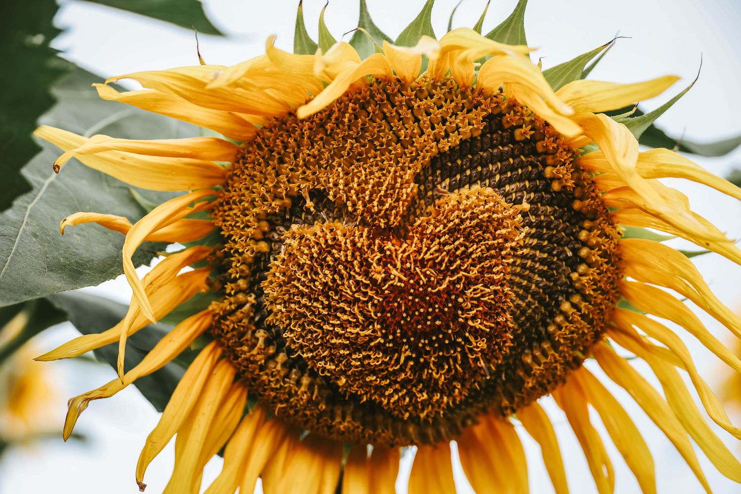 Close-up of a vibrant sunflower with golden petals and a large brown seed center in full bloom.