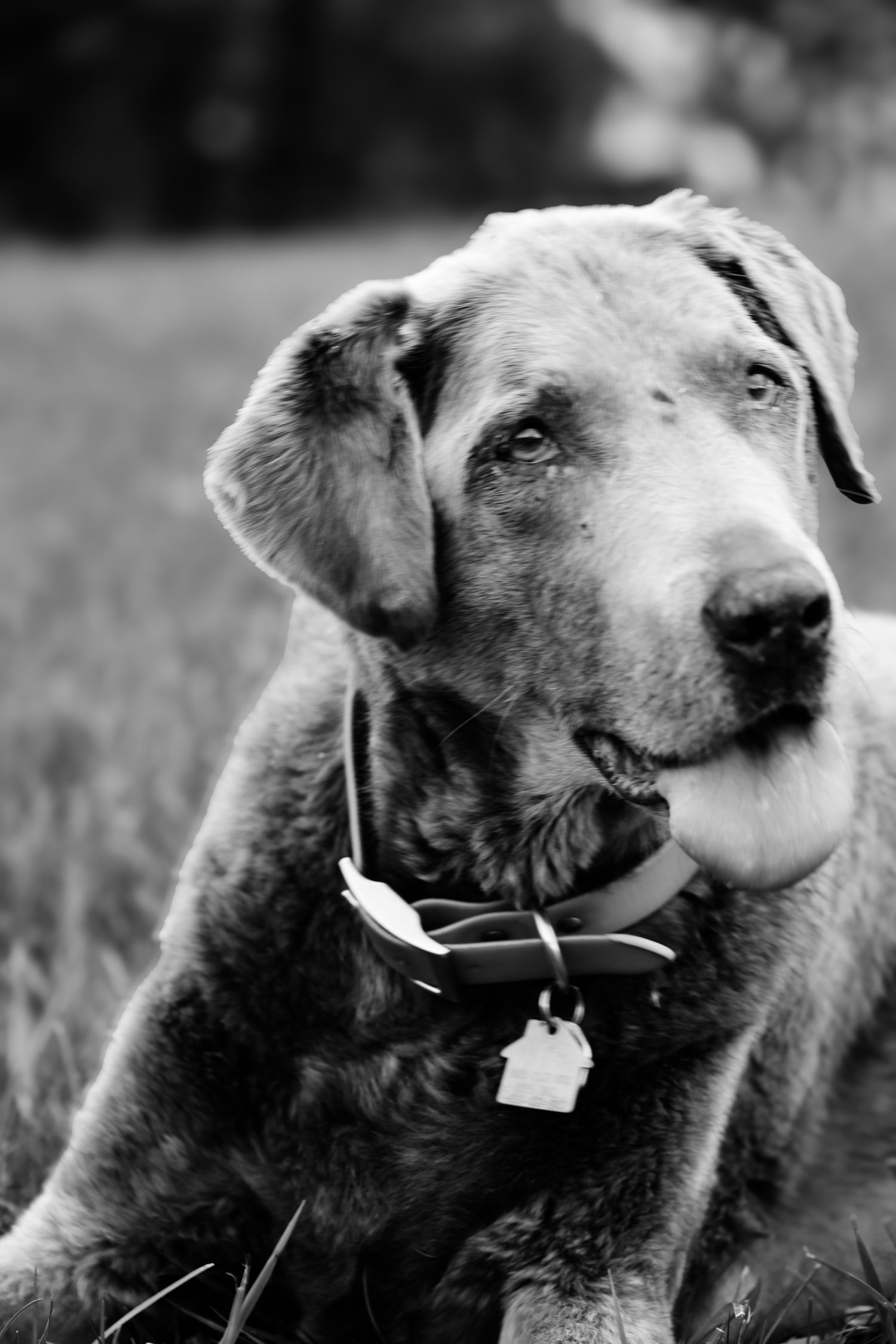 A series of black and white close-up portraits showing a senior dog with a white muzzle looking thoughtfully into the distance.