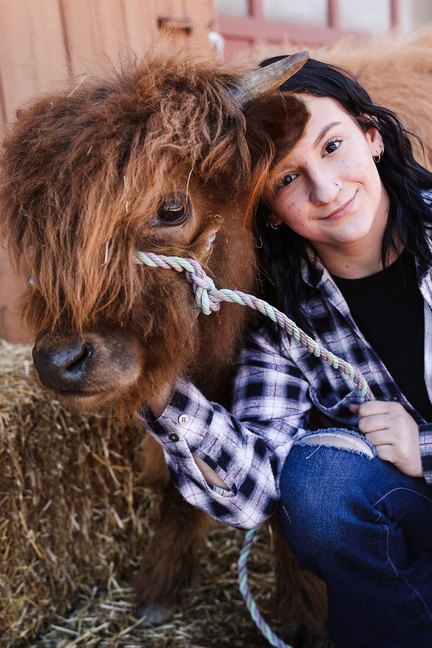 A shaggy brown Highland cow with fluffy fur poses with someone in a plaid shirt near hay bales.