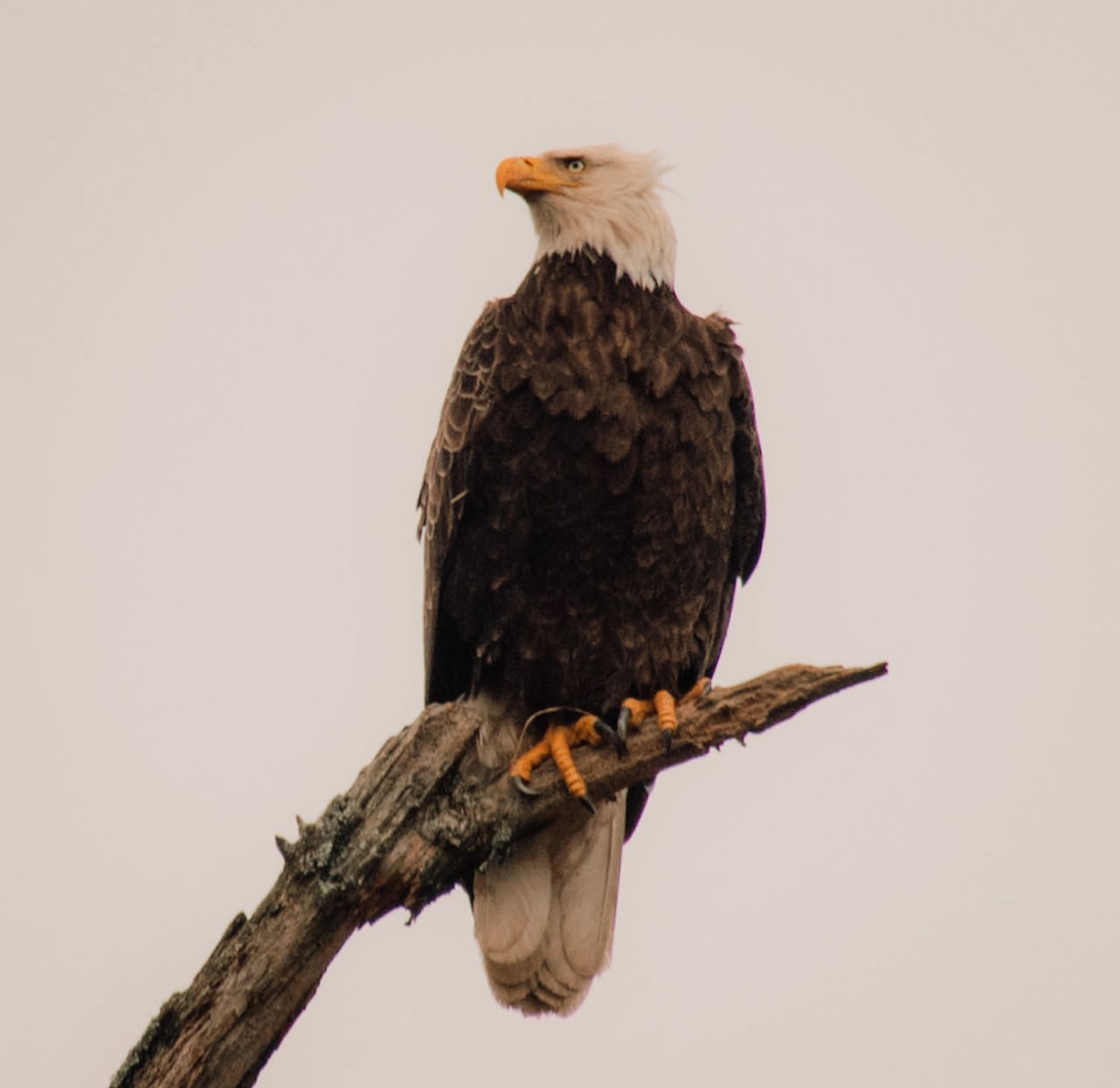 A majestic bald eagle perches on a bare branch against a light background, displaying its distinctive white head.