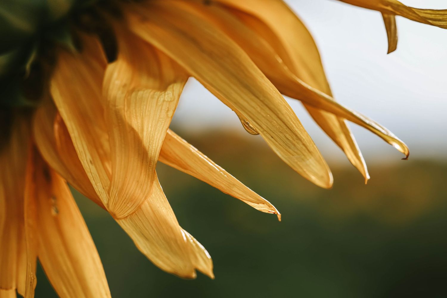 Close-up of golden sunflower petals with a blurred green background in warm natural light.