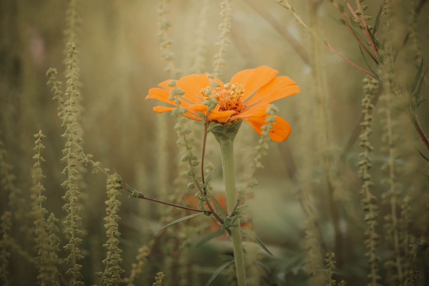 A vibrant orange marigold flower blooms among tall green wild plants in a soft-focus natural garden setting.