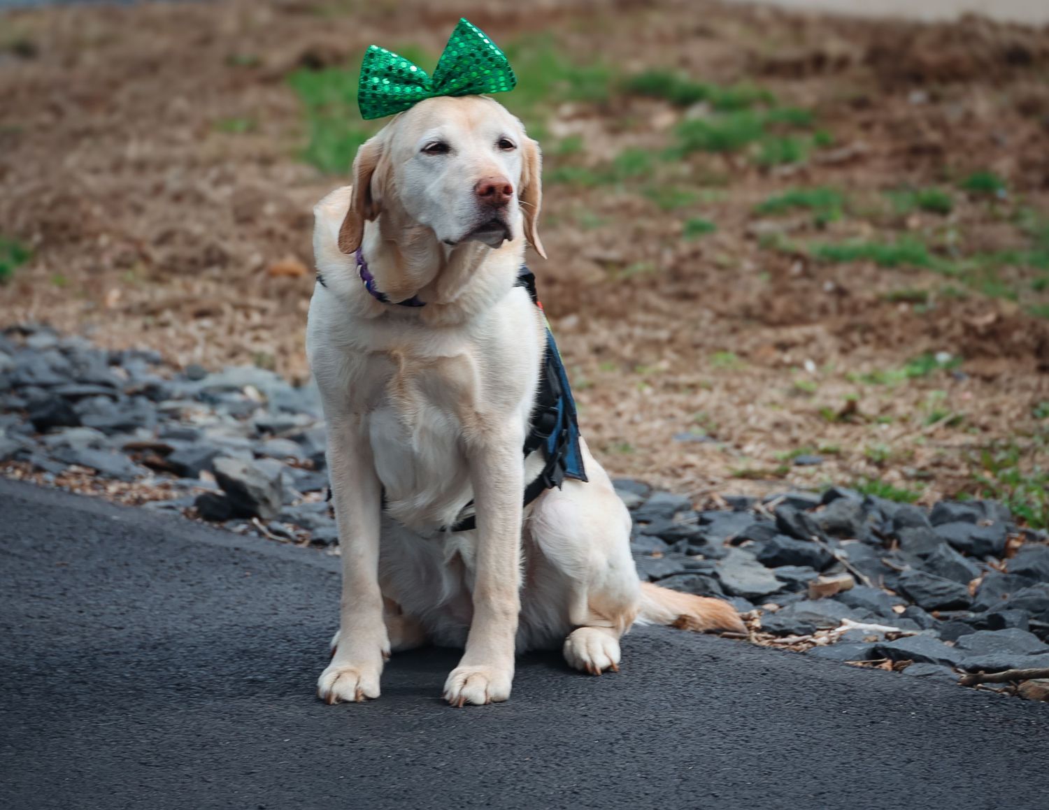 Yellow Labrador dog wearing green glitter bow headband sitting on pavement for St. Patrick's Day celebration.