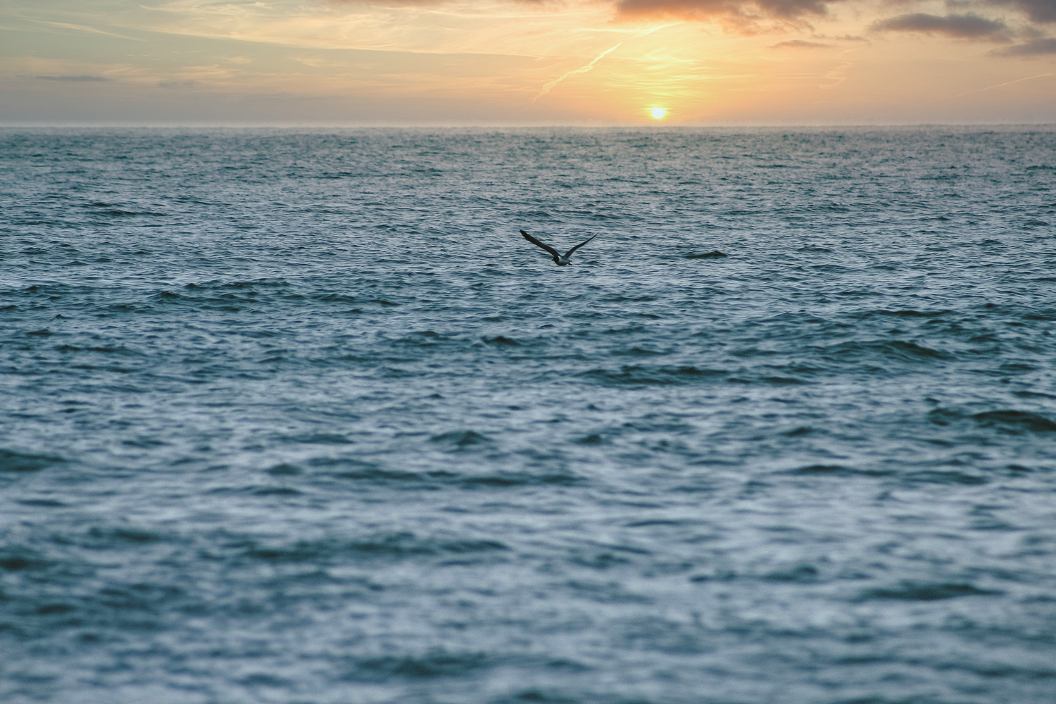 A seagull soars over calm ocean waves at sunset, with warm golden hues illuminating the horizon.