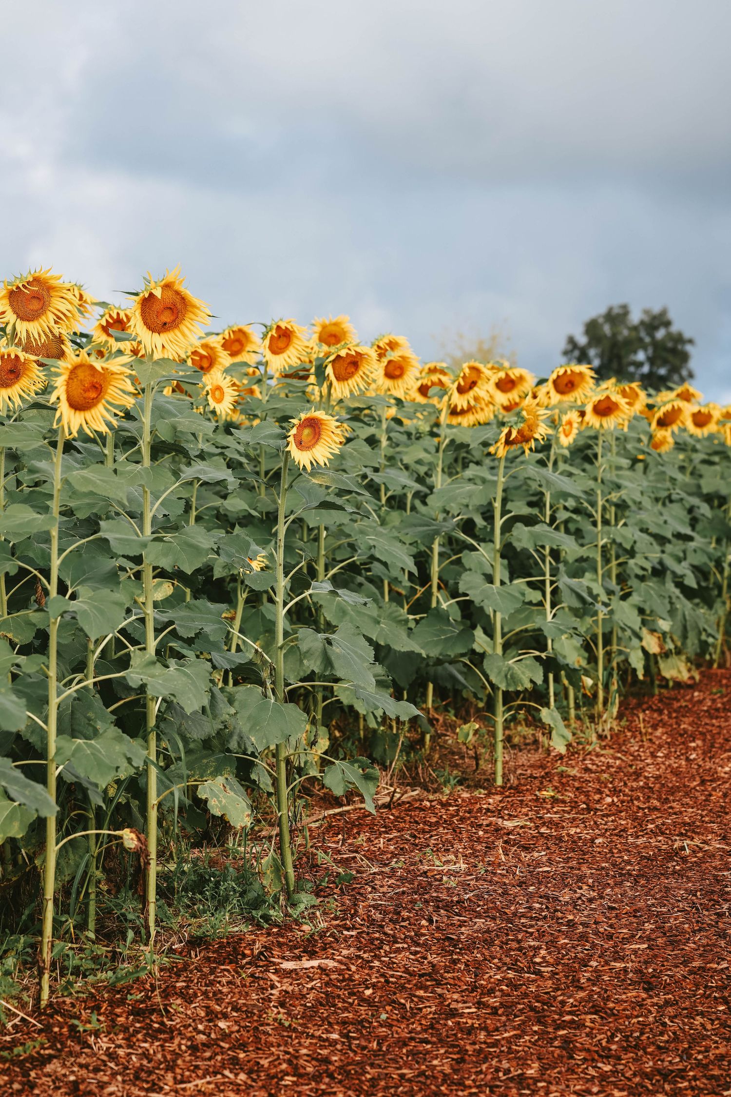 A vibrant field of tall sunflowers with yellow blooms lining a dirt path under a cloudy sky.