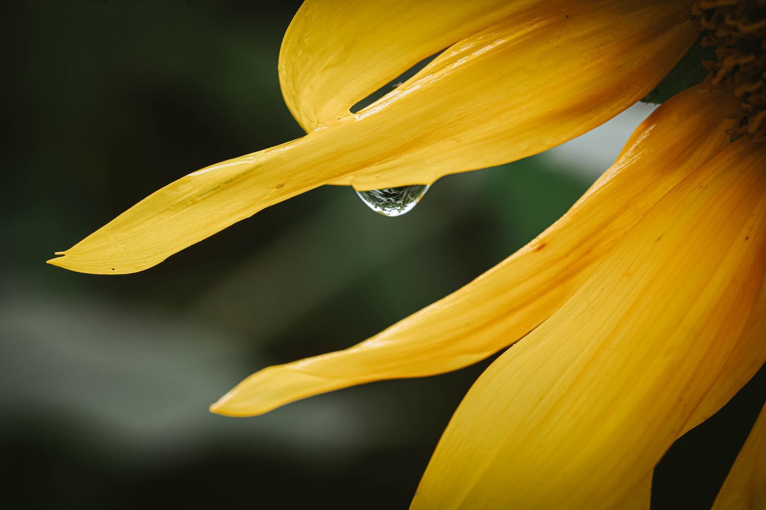 Close-up of a yellow sunflower petal with a single water droplet hanging from its tip against a dark green background.