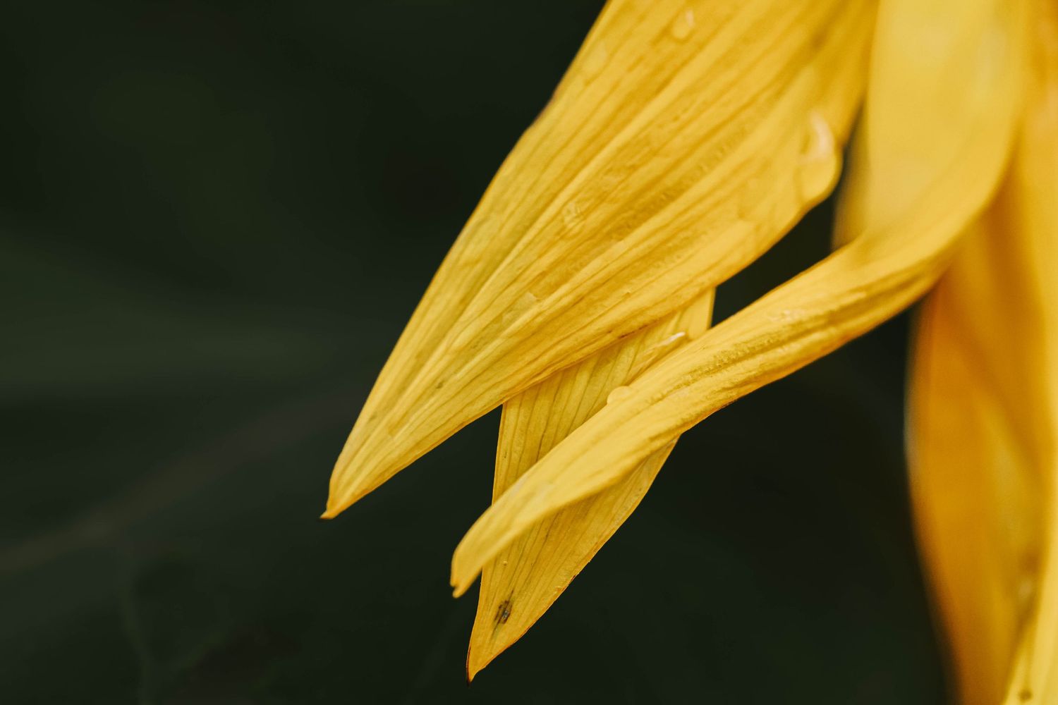 Close-up macro shot of vibrant yellow flower petals against a dark background.
