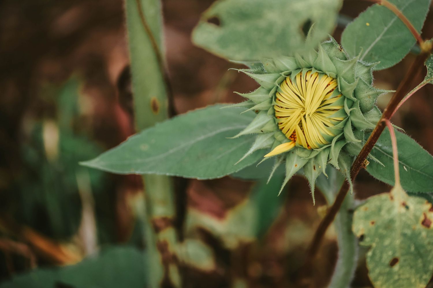 Close-up of a budding sunflower with yellow petals emerging from green sepals on a blurred garden background.