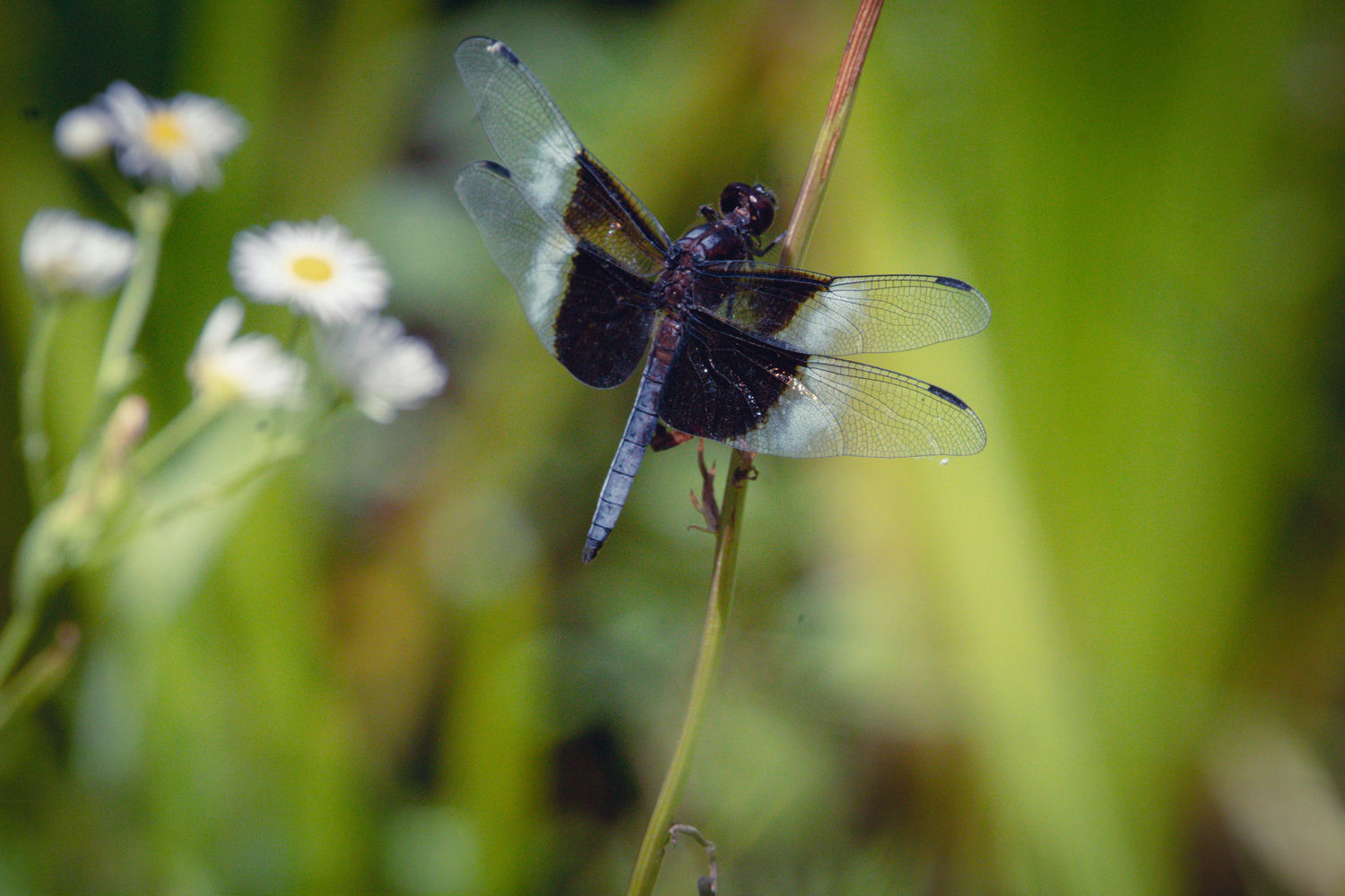 A black and white widow skimmer dragonfly perched on a plant stem with white wildflowers in the background.