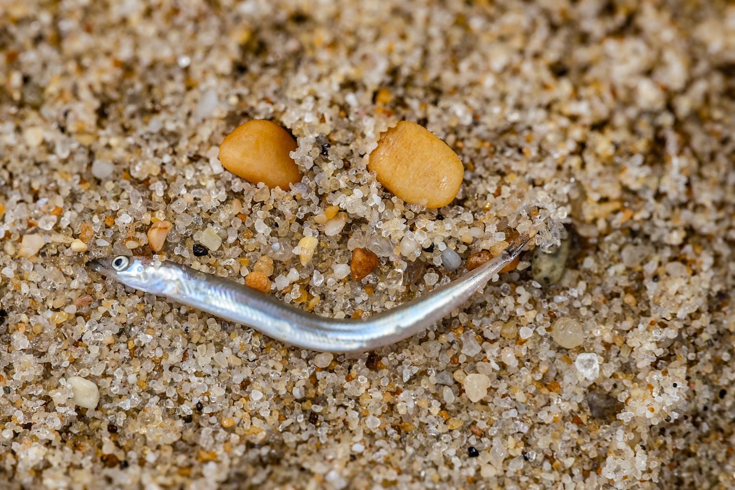 Tiny silver fish lying on sandy beach surrounded by small pebbles and shells.