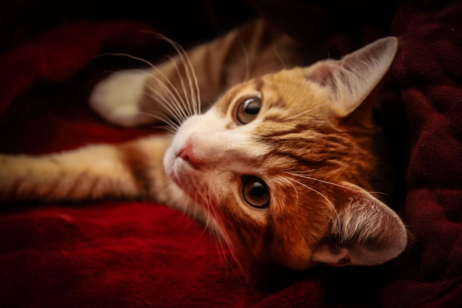 Orange and white cat lying on red fabric with bright amber eyes gazing at camera in dramatic lighting.