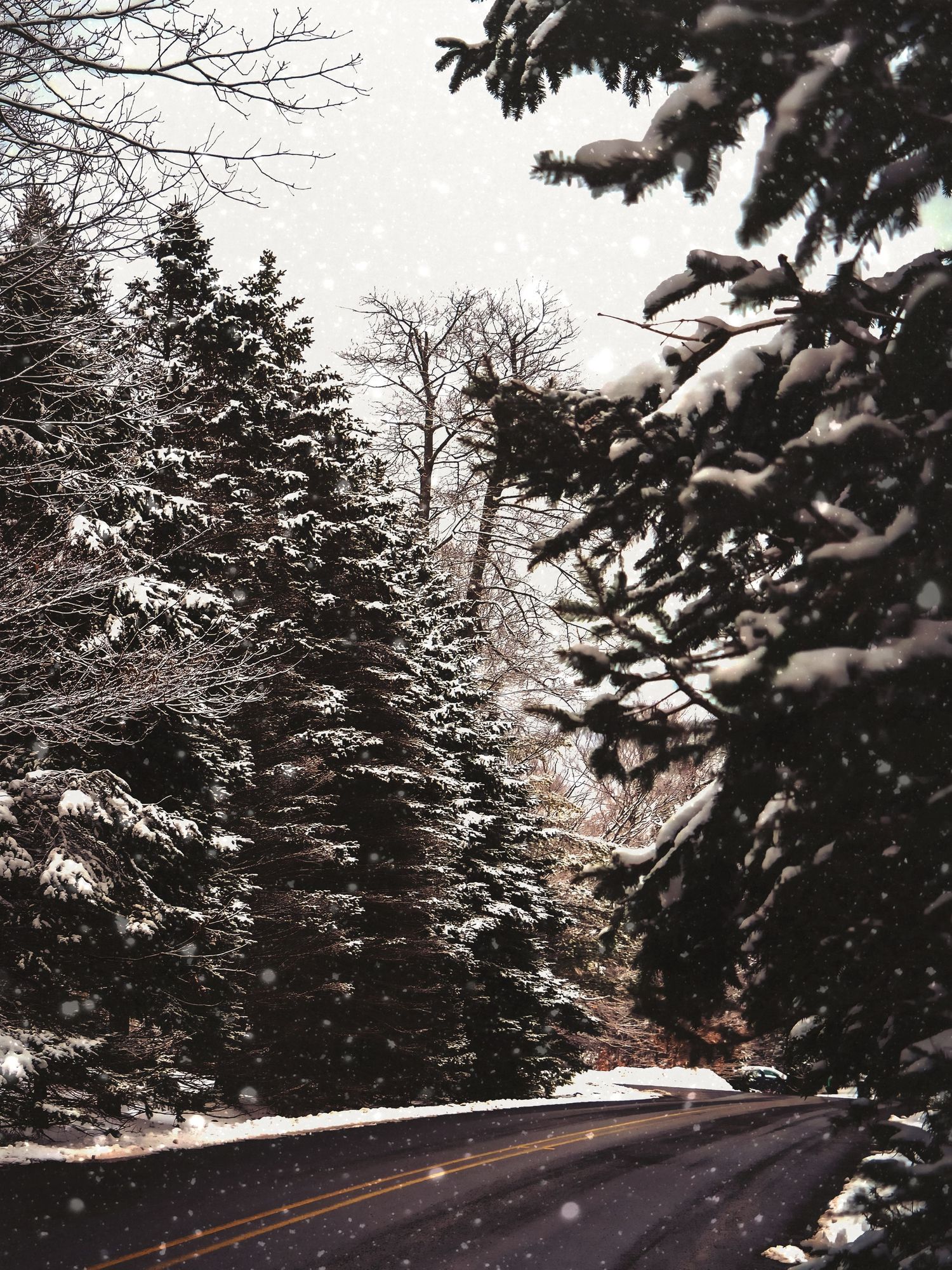 Snow covered evergreen trees line a winding mountain road during a winter storm at dusk.