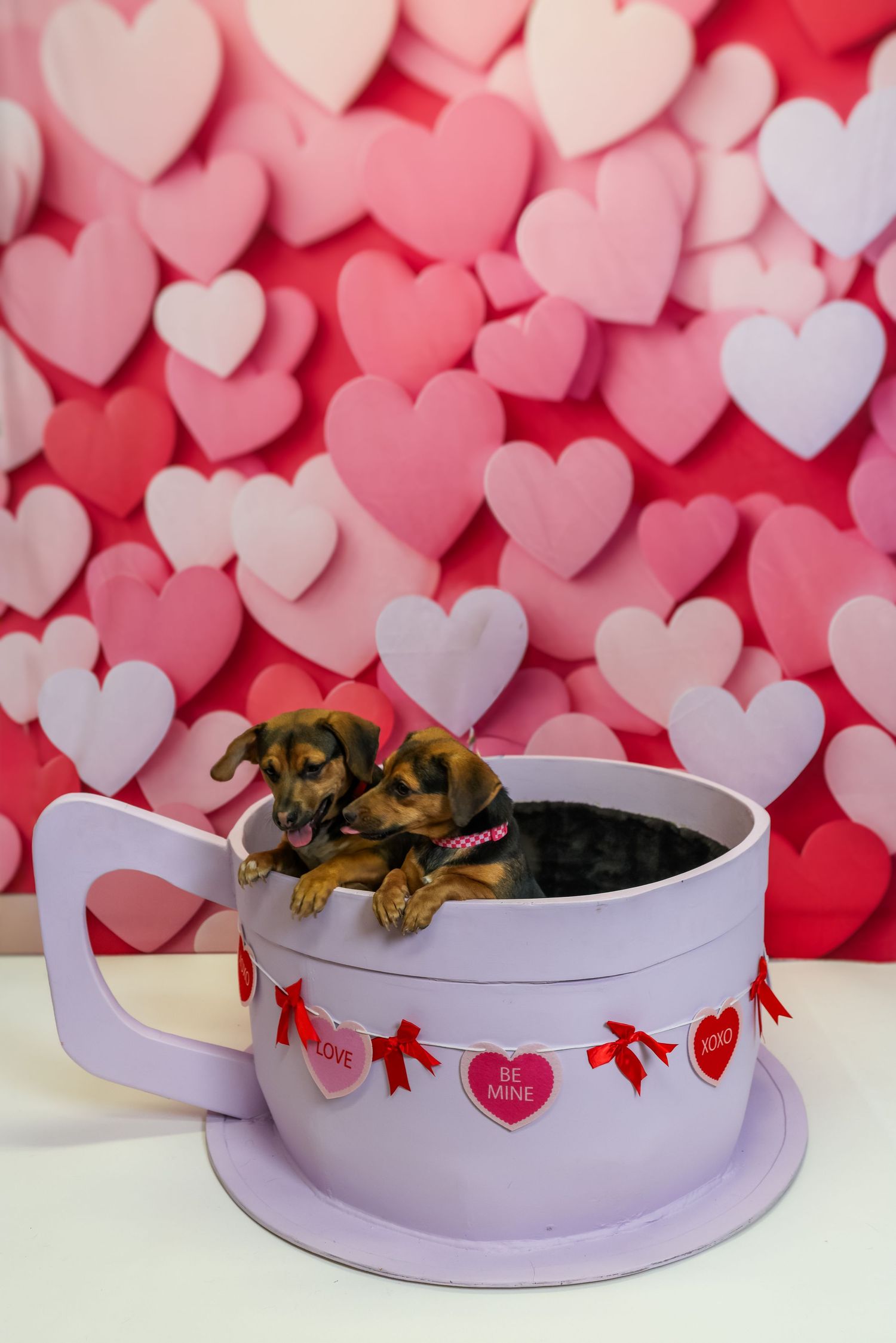 A sleeping dog curls up in a purple heart-decorated pet bed against a pink and red heart patterned background.