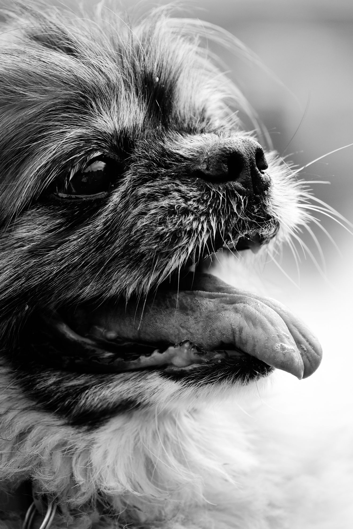 A series of black and white close-up photographs showing a cat's nose and whiskers from different angles.