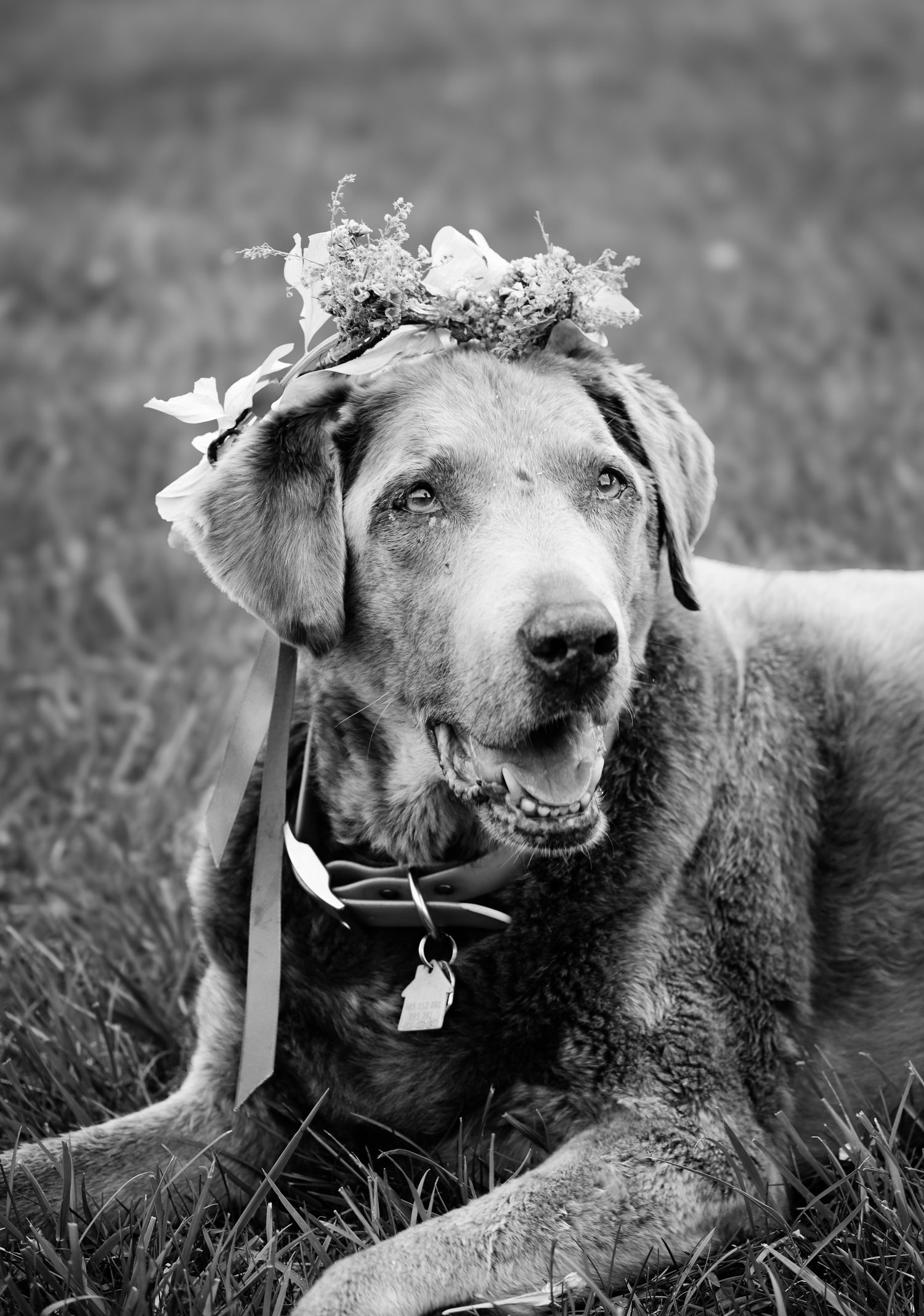 Black and white portrait series of a happy senior dog laying in grass showing playful expressions.
