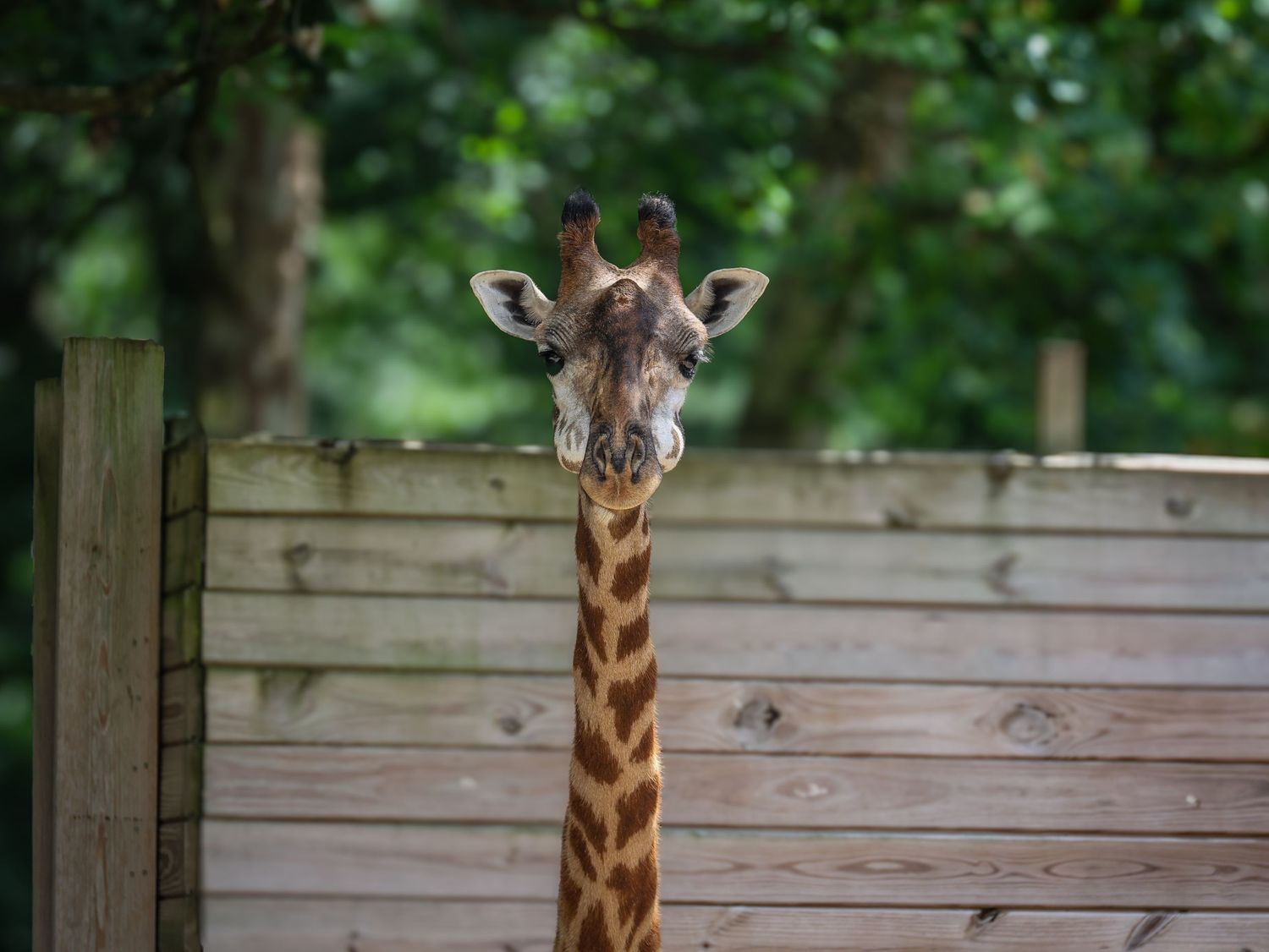 A tall giraffe peers over a wooden fence surrounded by lush green trees in what appears to be a zoo enclosure.