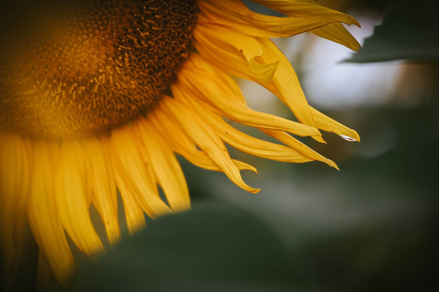 Close-up of a vibrant yellow sunflower with soft bokeh green background, showcasing detailed petals and dark center.