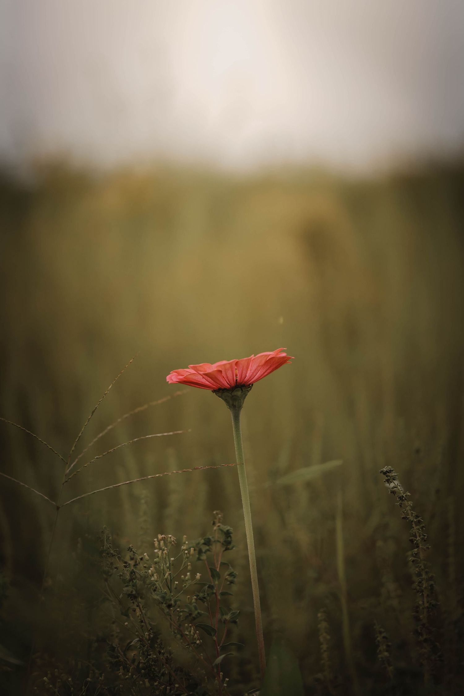 A solitary red gerbera daisy stands tall in a blurred green field under a soft, overcast sky.