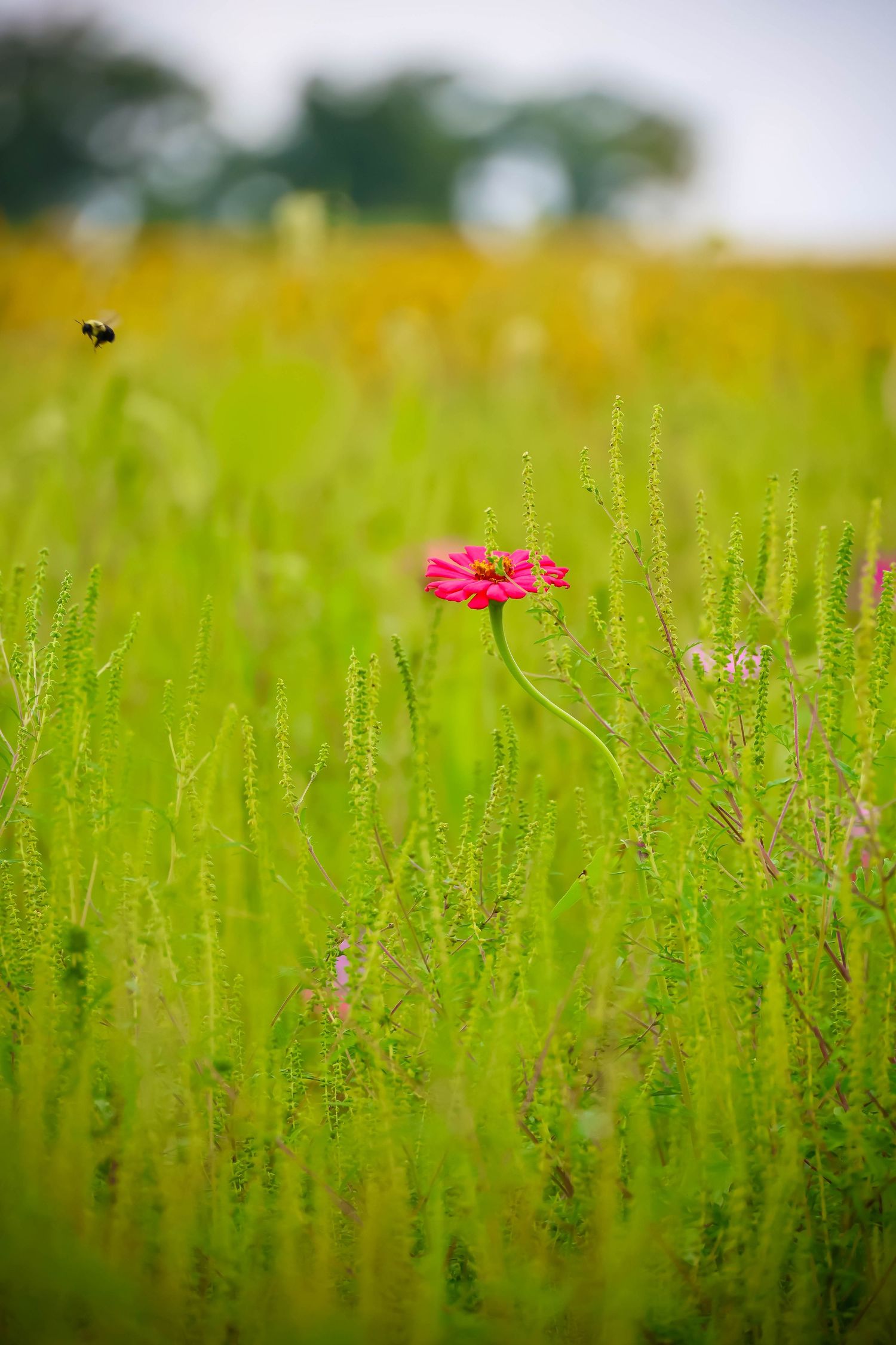 A vibrant pink zinnia flower blooms in a lush green field with a bumblebee flying nearby.