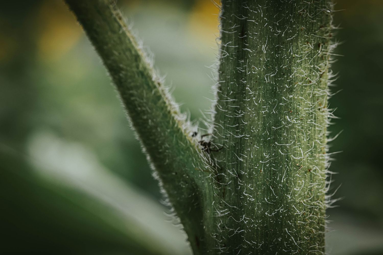 Close-up of hairy green plant stems with tiny spines, shallow depth of field with blurred foliage background.