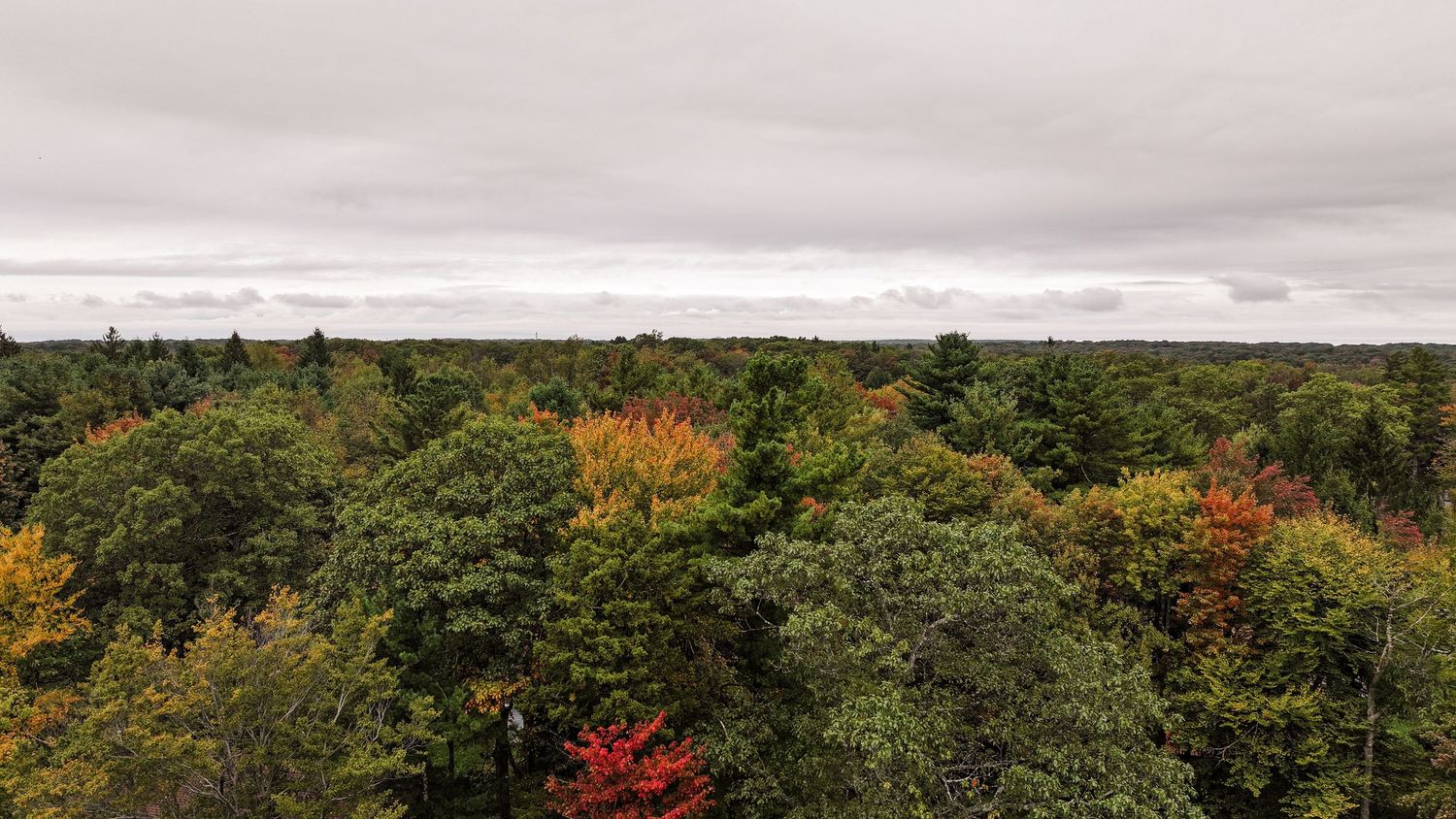 Panoramic autumn landscape showing a vast forest canopy with vibrant red and orange foliage under cloudy skies.