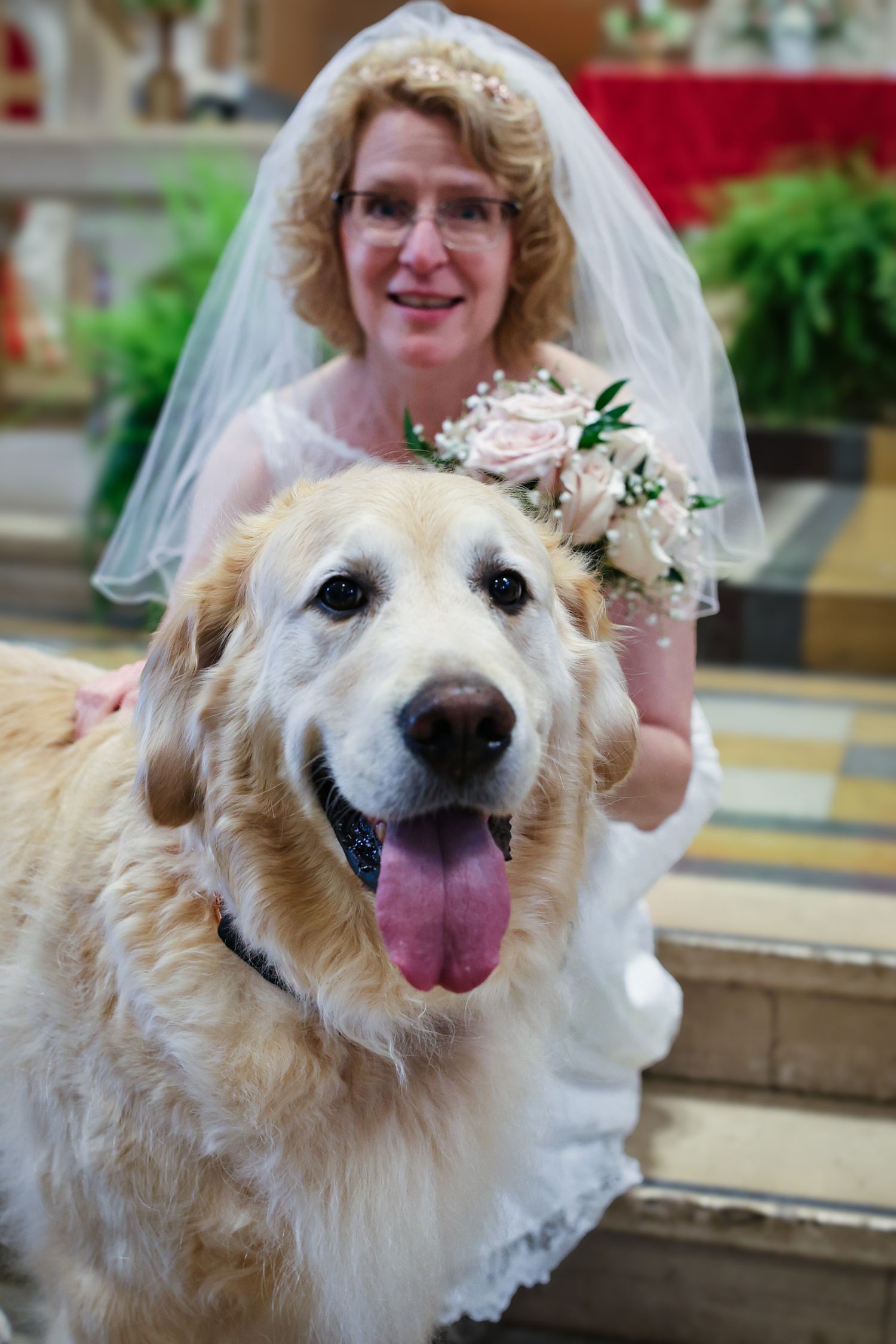 A happy golden retriever wearing a white bridal veil poses for wedding photos with its tongue out.