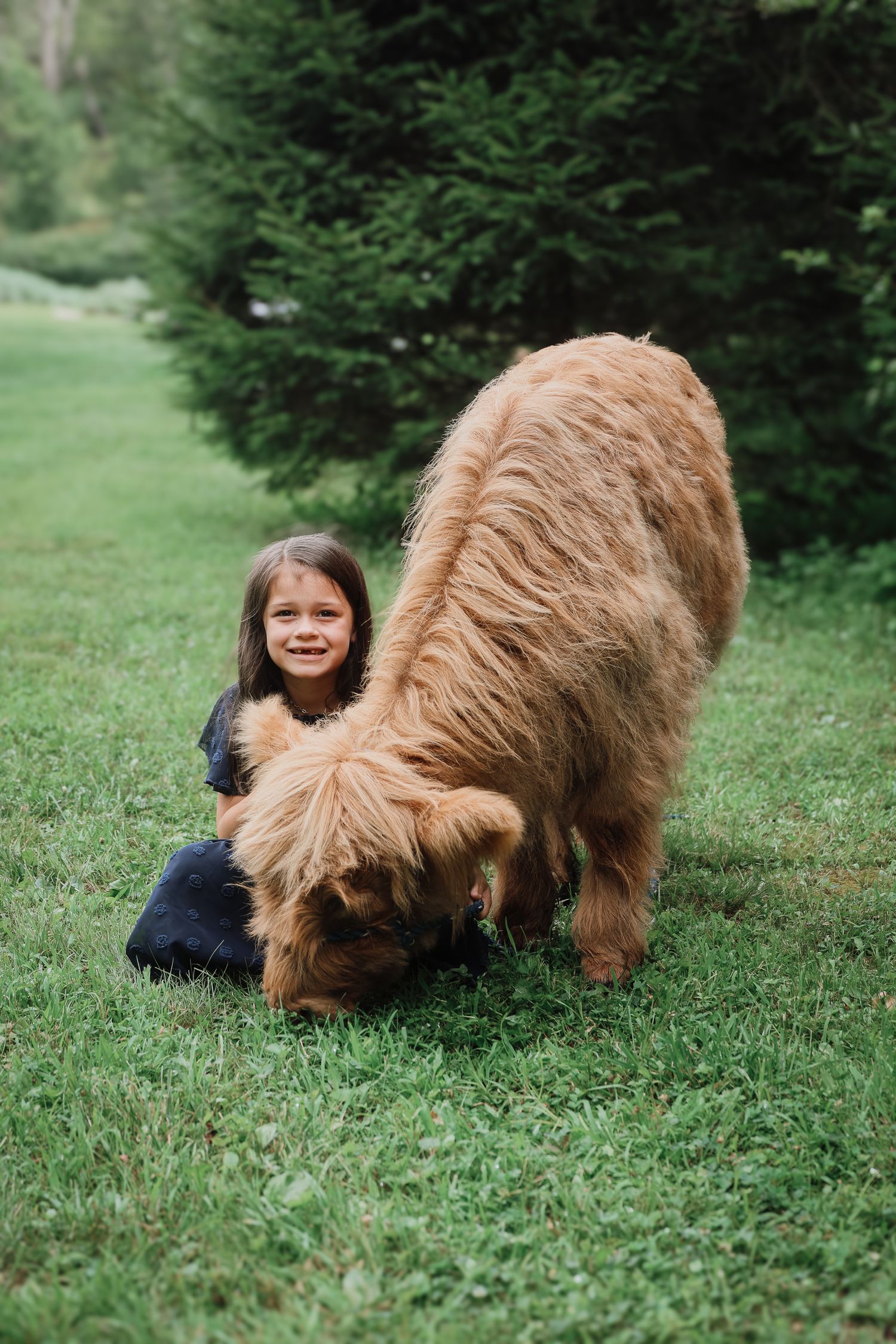 A fluffy brown dog sniffs and explores in green grass while playing outdoors on a summer day.