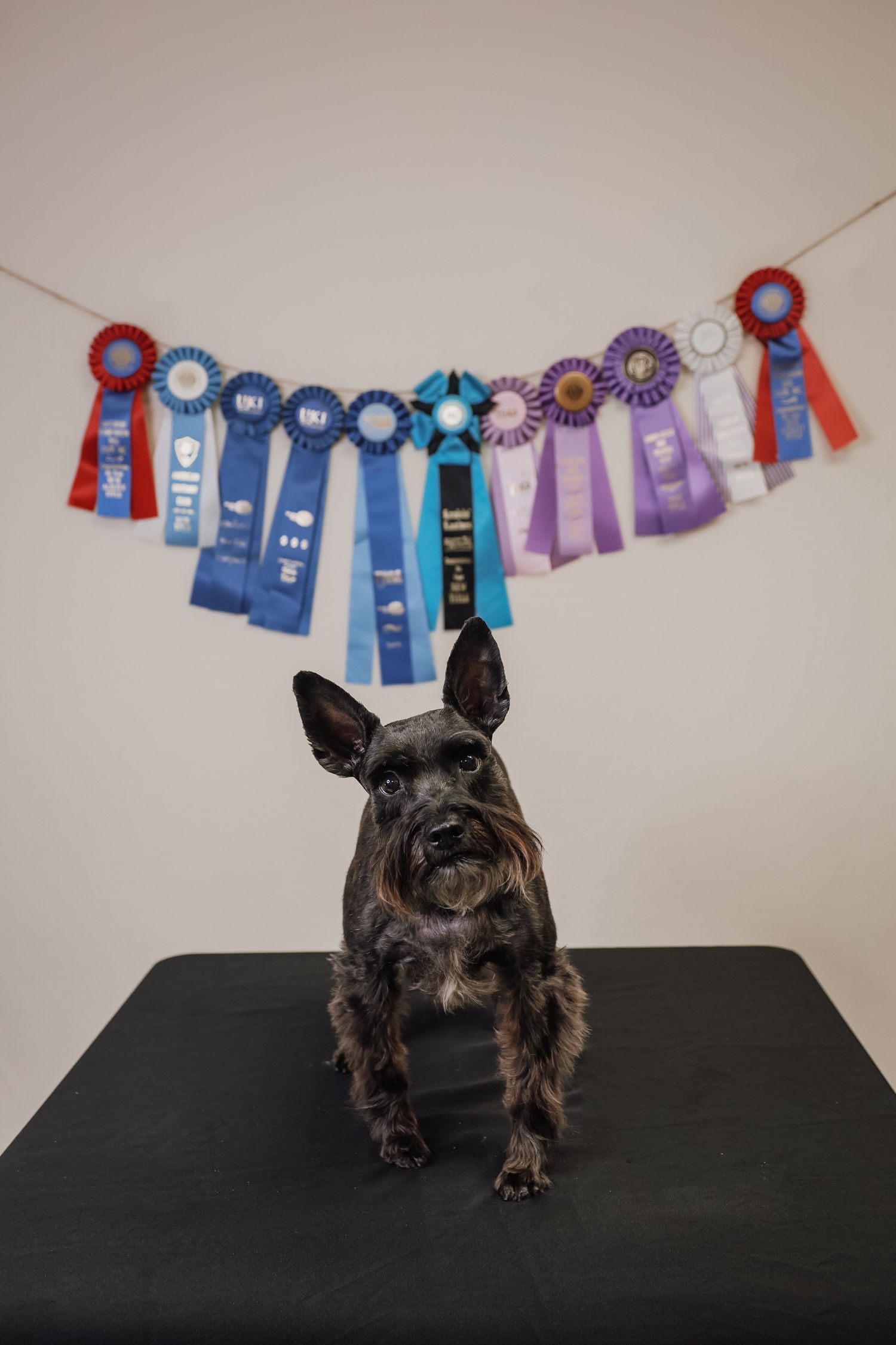 Small black dog sits beneath a display of colorful award ribbons hanging on string against a light wall.
