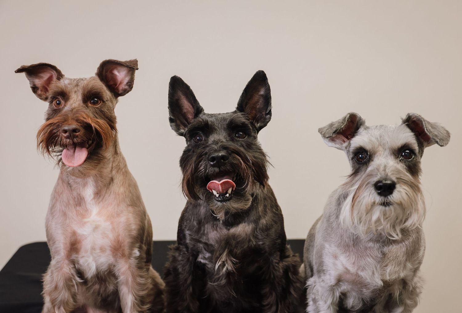 A lineup of small terrier dogs with various coat colors and patterns sitting together for a portrait.