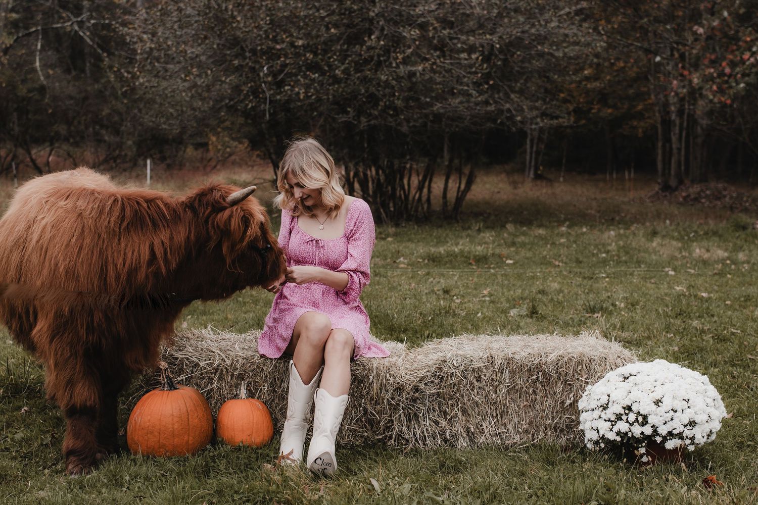 A highland cow stands near pumpkins and white flowers in an autumn field with a person in pink sitting nearby.