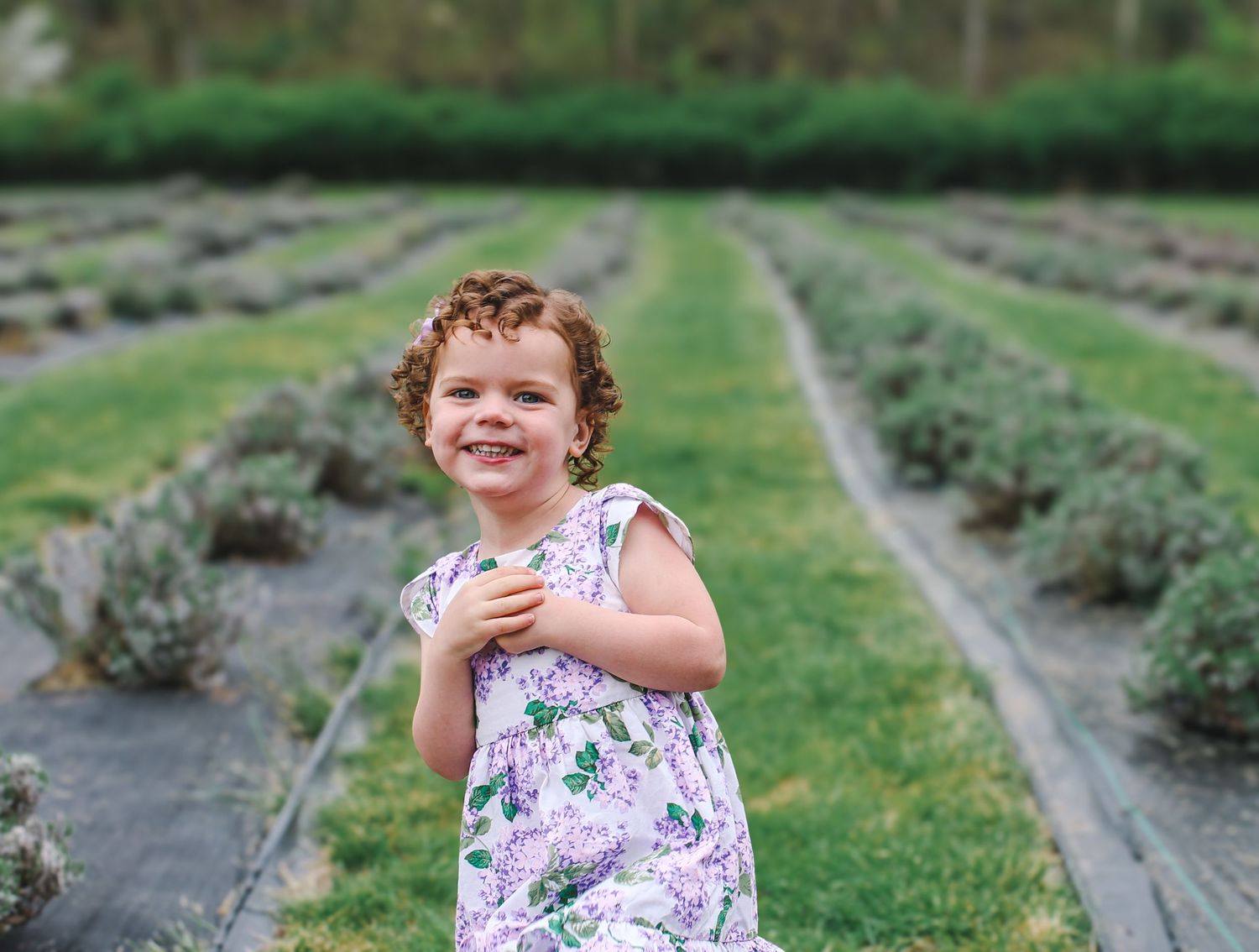 A child in a floral dress stands among rows of lavender plants in a garden setting.