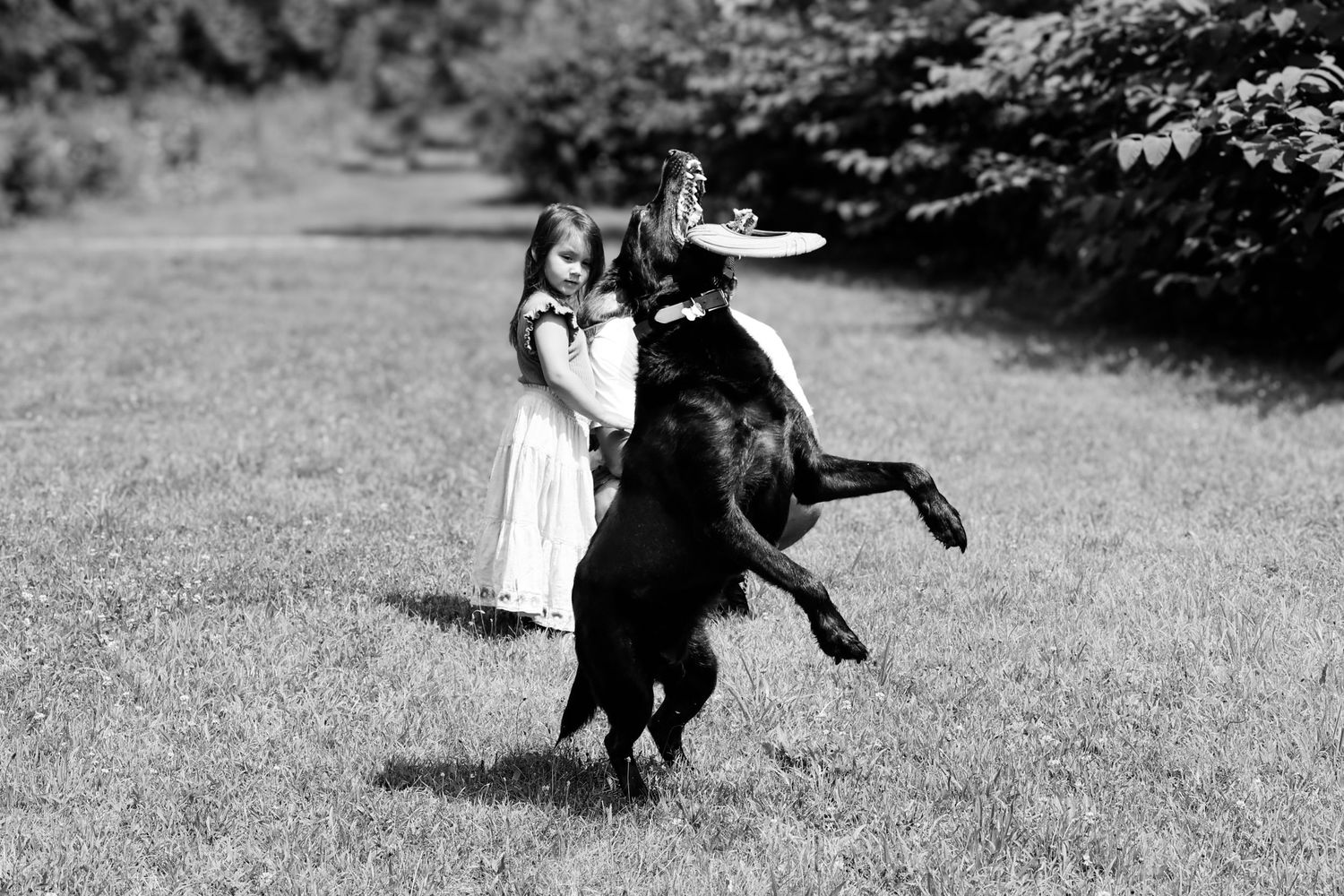 A sequence of black and white photos showing a dog playing and running in a grassy outdoor area.