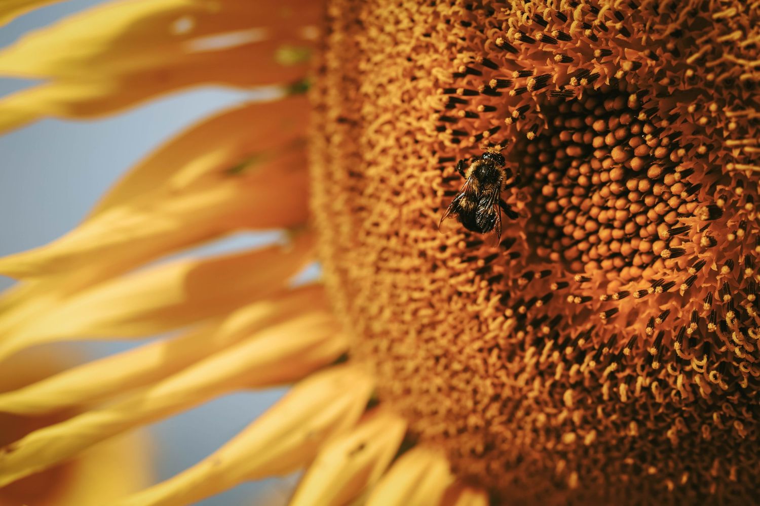 Close-up of a vibrant sunflower with a bee collecting pollen on its textured brown center disk.