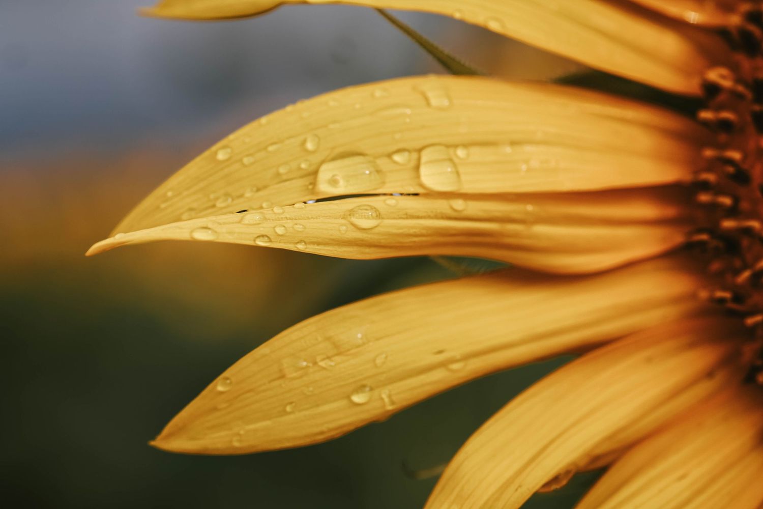 Close-up of golden sunflower petals with glistening water droplets after rain, bokeh background.