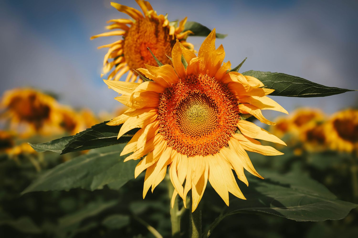 Bright yellow sunflowers blooming in a field under a partly cloudy blue sky, with lush green leaves.