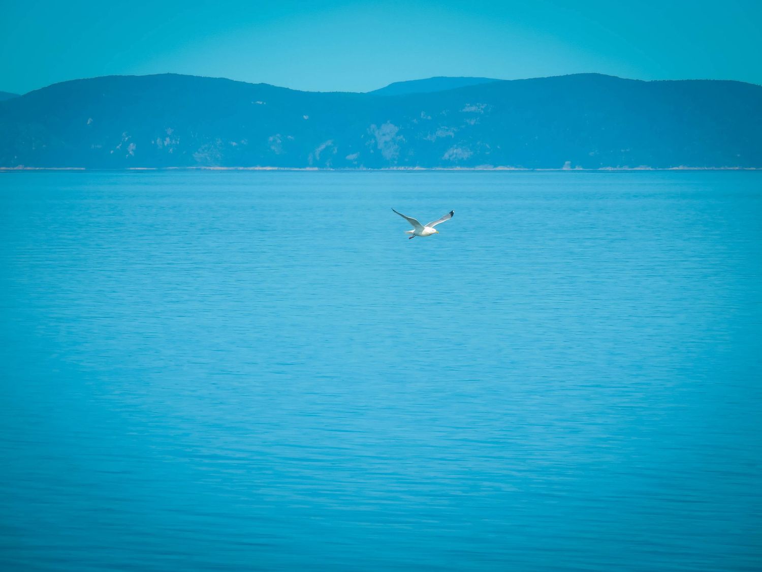 White bird in flight over crystal blue waters with mountain ranges visible along the horizon.